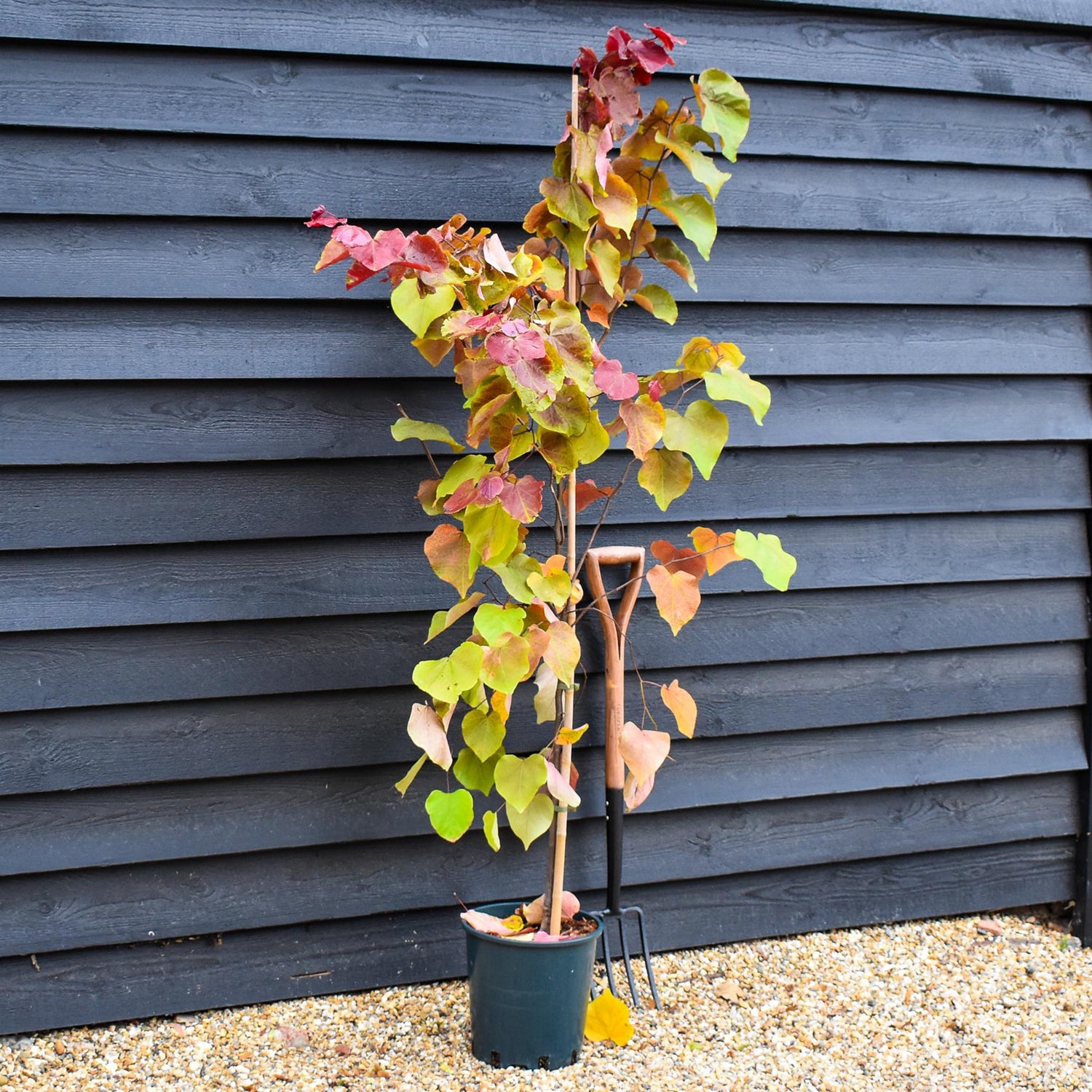 Cercis canadensis 'Eternal Flame' | Redbud | Judas trees - Height 190-210cm - Bushy - 12lt