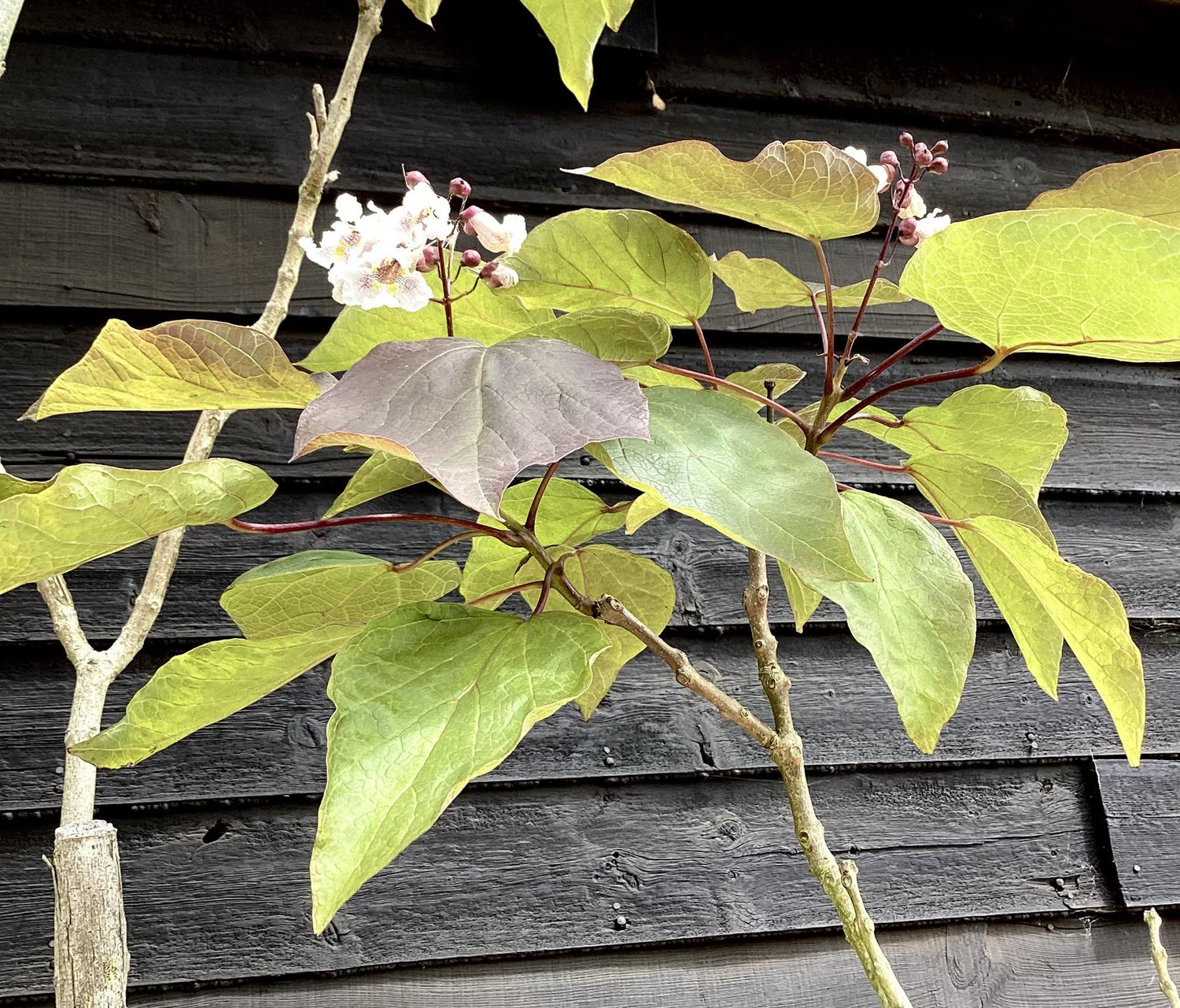 Catalpa erubescens 'Purpurea' | Purple Hybrid Catalpa - 70lt