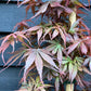 Acer palmatum 'Skeeters Broom' | Japanese maple 'Phoenix' - Narrow - 160-180cm - 20lt