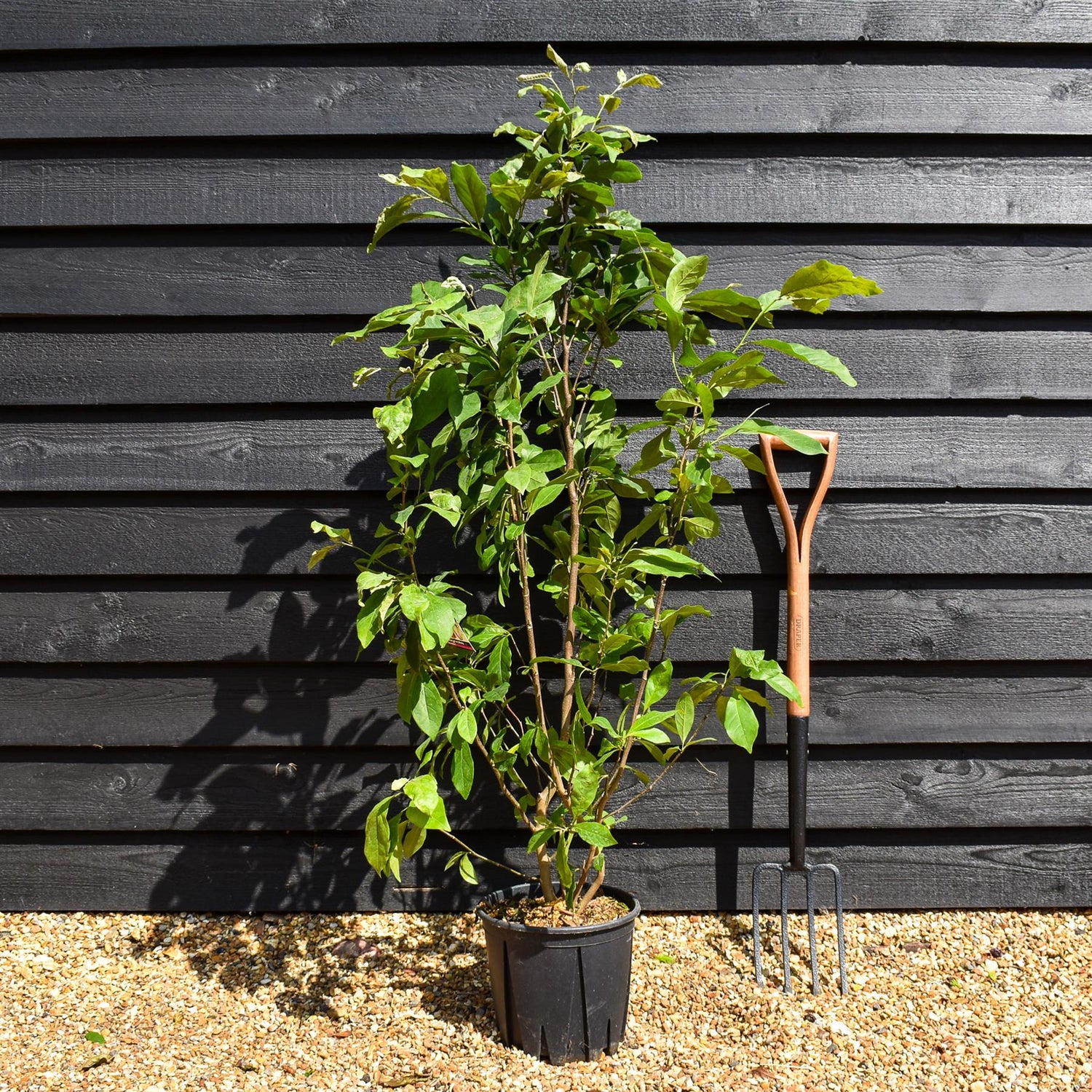 Magnolia Susan - Bush - Height 95-130cm - 10lt