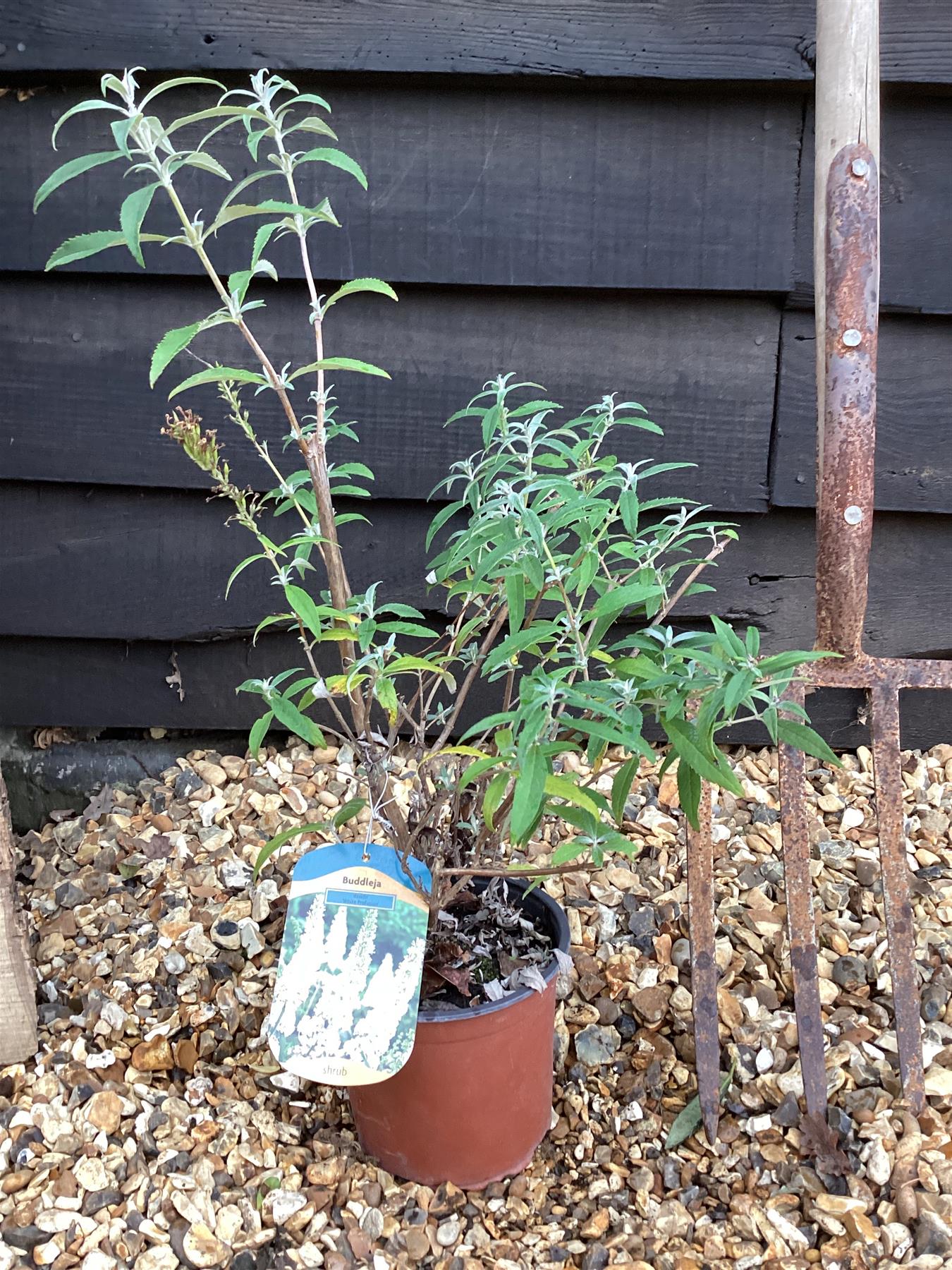 Buddleja White Profusion | Butterfly Bush - 30-40cm, 2lt