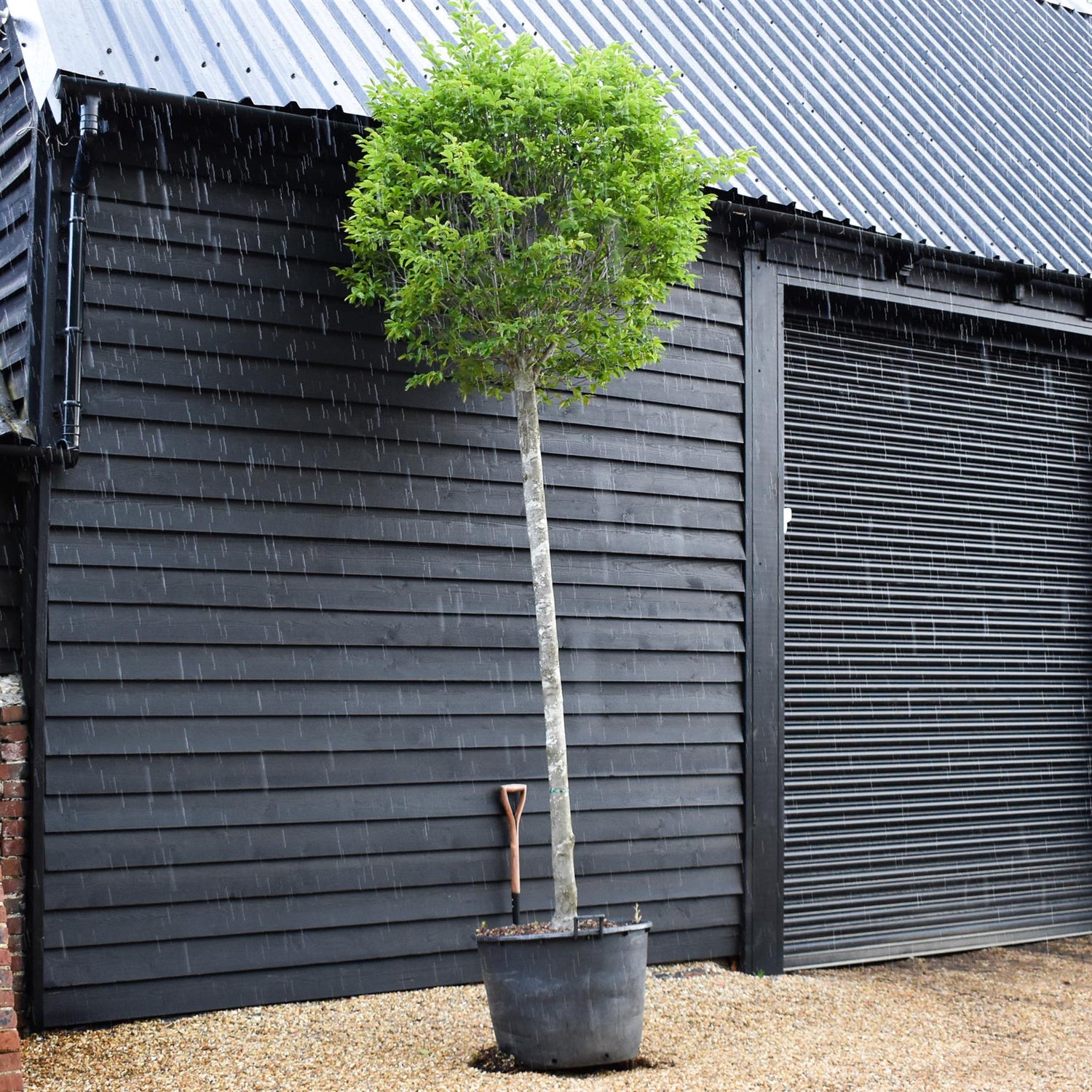 Carpinus betulus Fastigiata Ball | Common Hornbeam - 450cm, 130lt