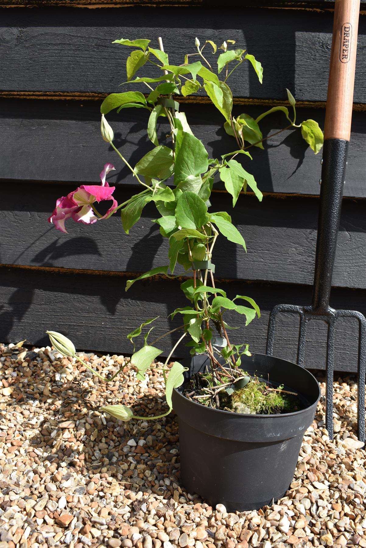 Clematis Nubia - 40-60cm, 3lt