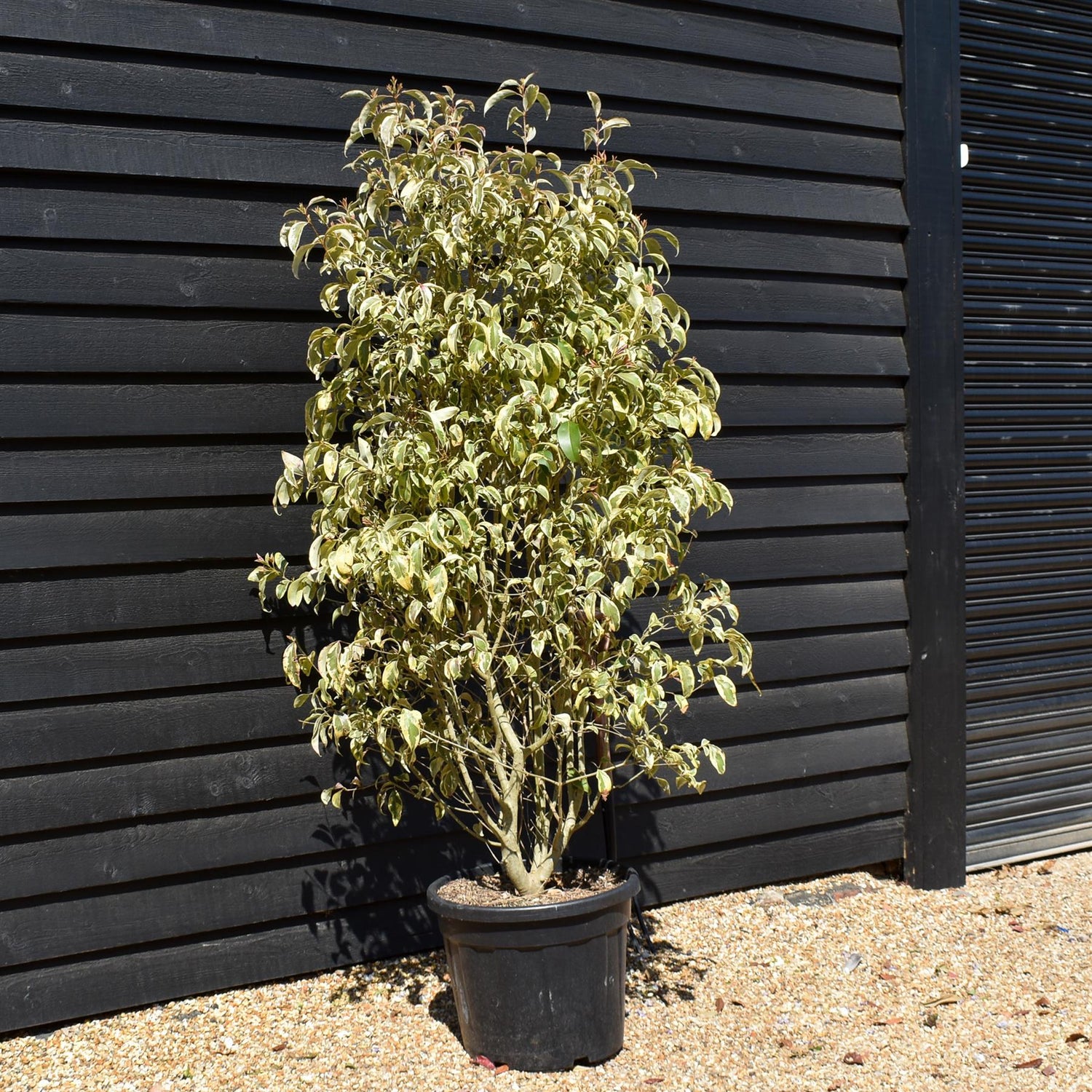 Ligustrum lucidum Variegatum - Bush - Height 190-200cm - 55lt