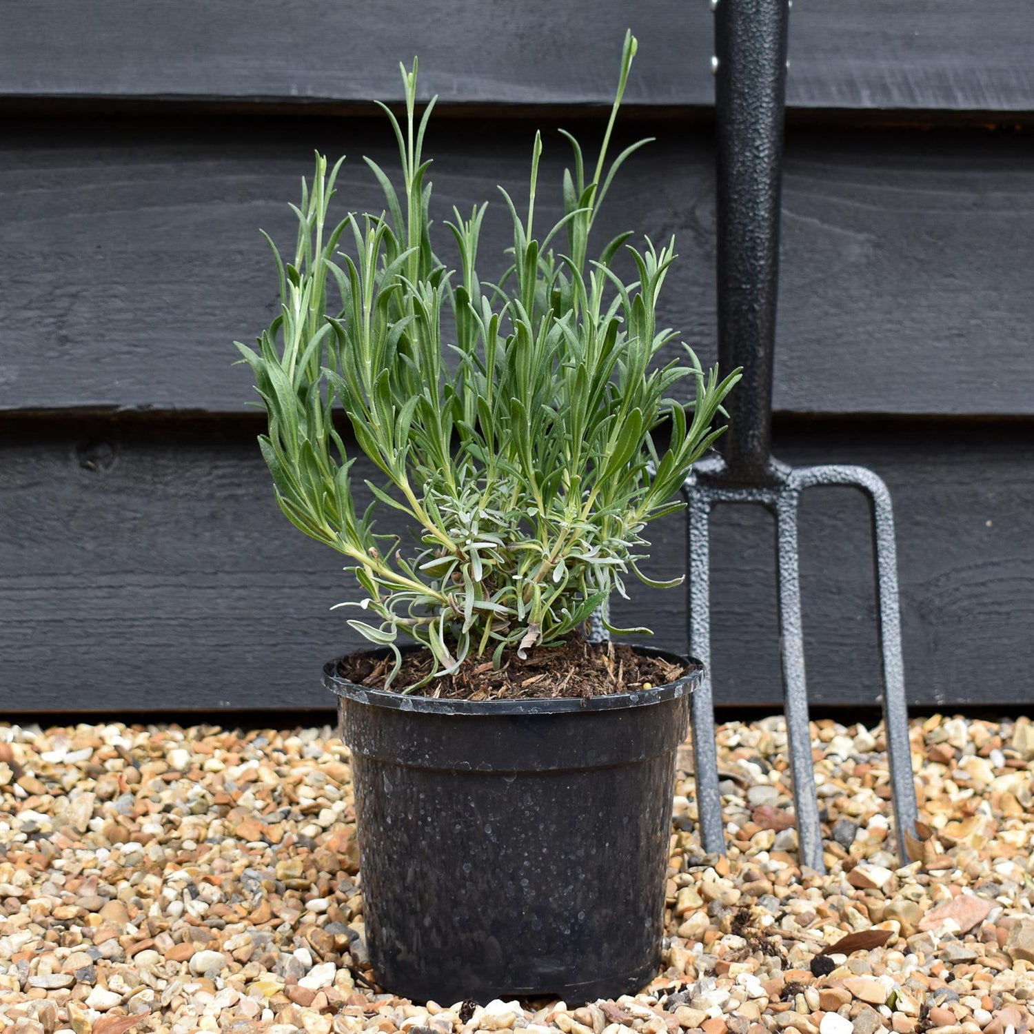 Lavandula x intermedia Exceptional - 10-30cm, 2lt
