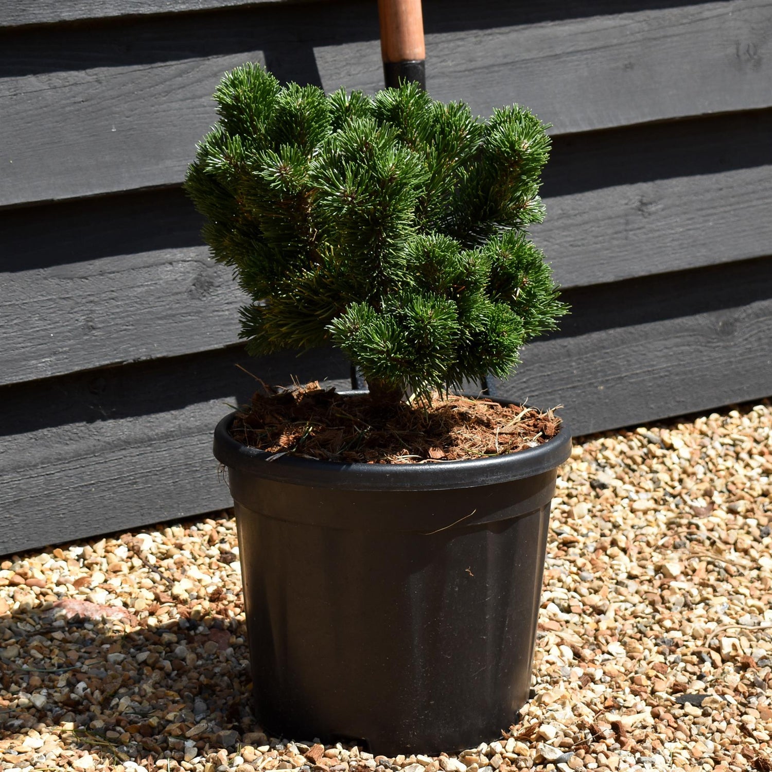 Pinus mugo 'Jakobsen' - Height 20-30cm - Width 30cm - 11lt