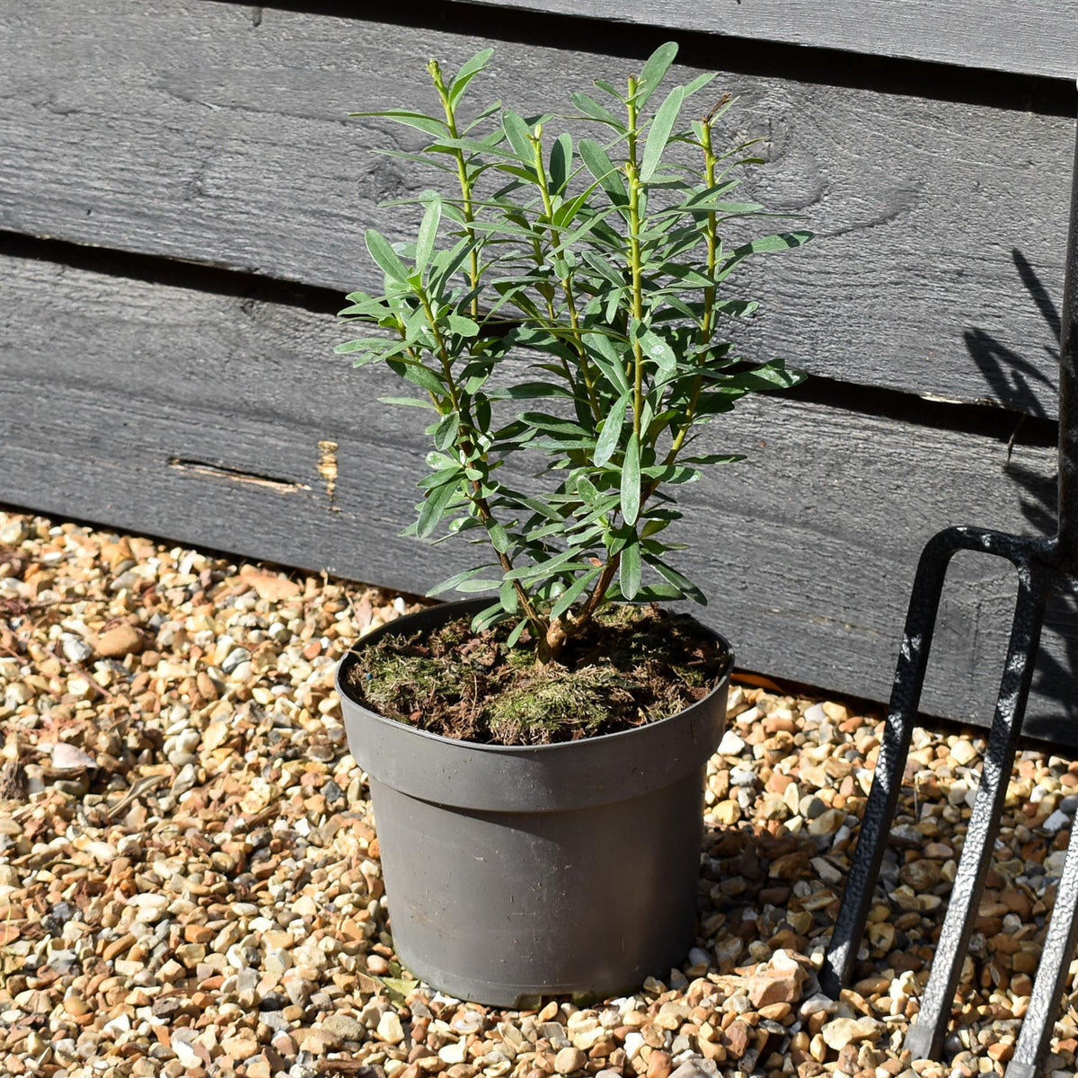 Daphne transatlantica Eternal Fragrance - Height 20-35cm - 2lt
