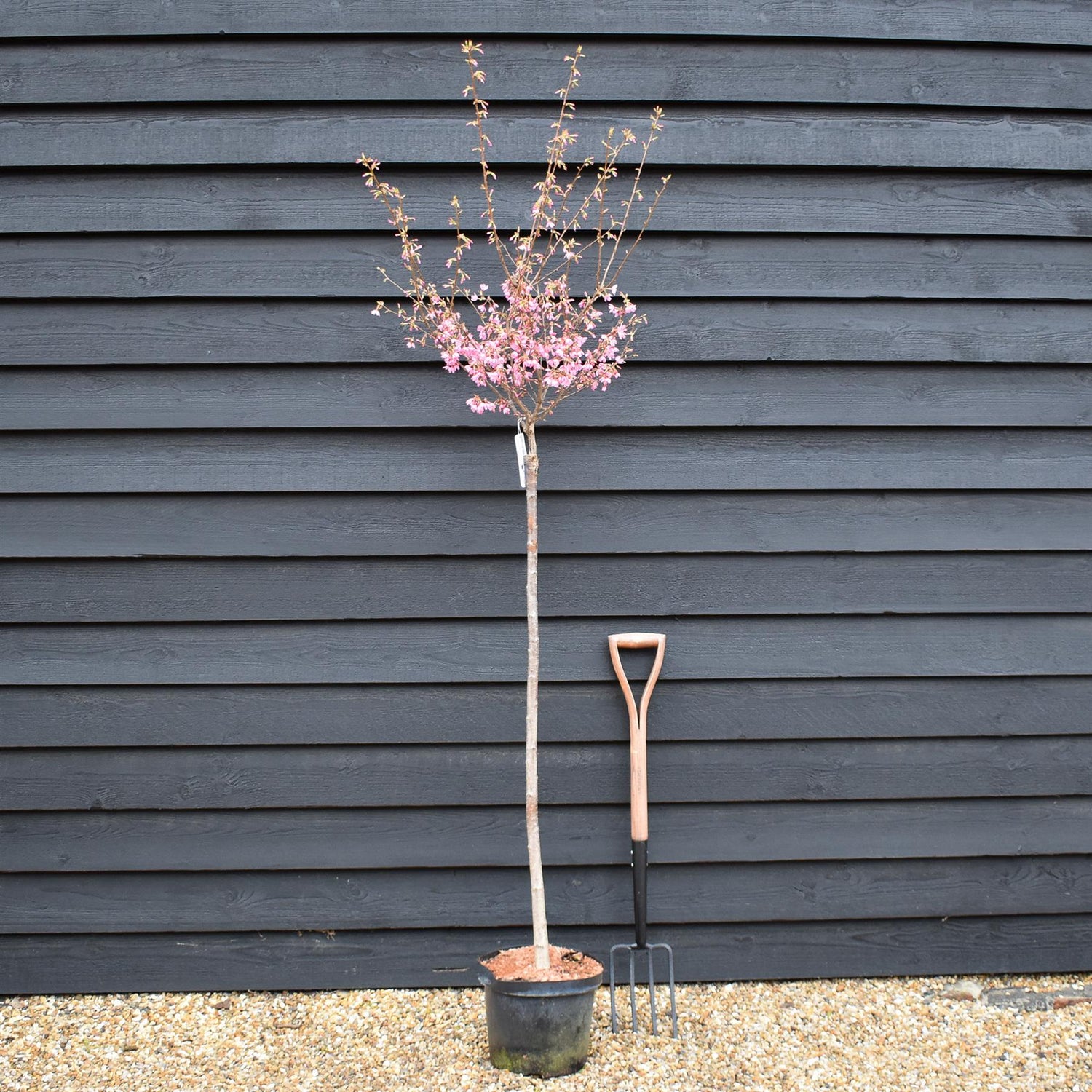 Cherry 'Okame' | Prunus 'Okame' - Clear Stem 120cm - Girth 6-8cm - Height 170-200cm - 10lt