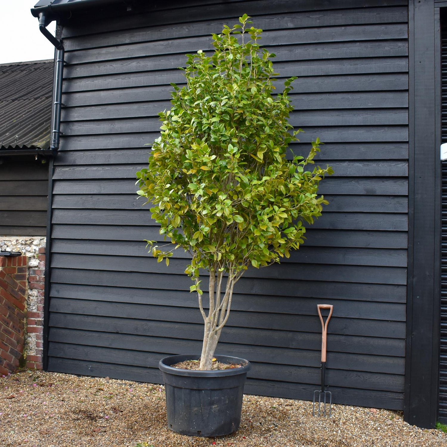 Camellia Japonica | Japanese Camellia Multistem - Height 250-270cm - 150lt