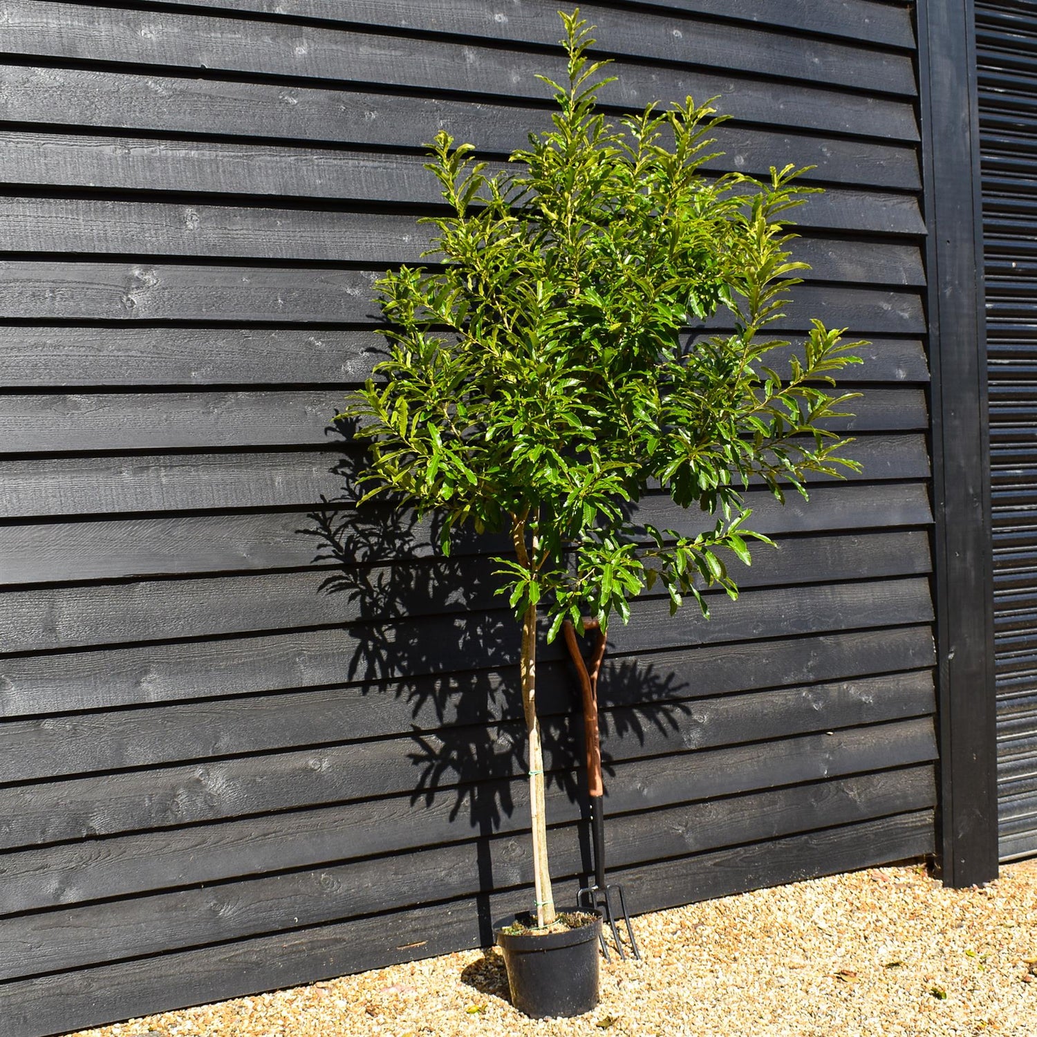 Sawtooth Oak | Quercus acutissima - Pot Grown - Height 160-180cm - 10lt
