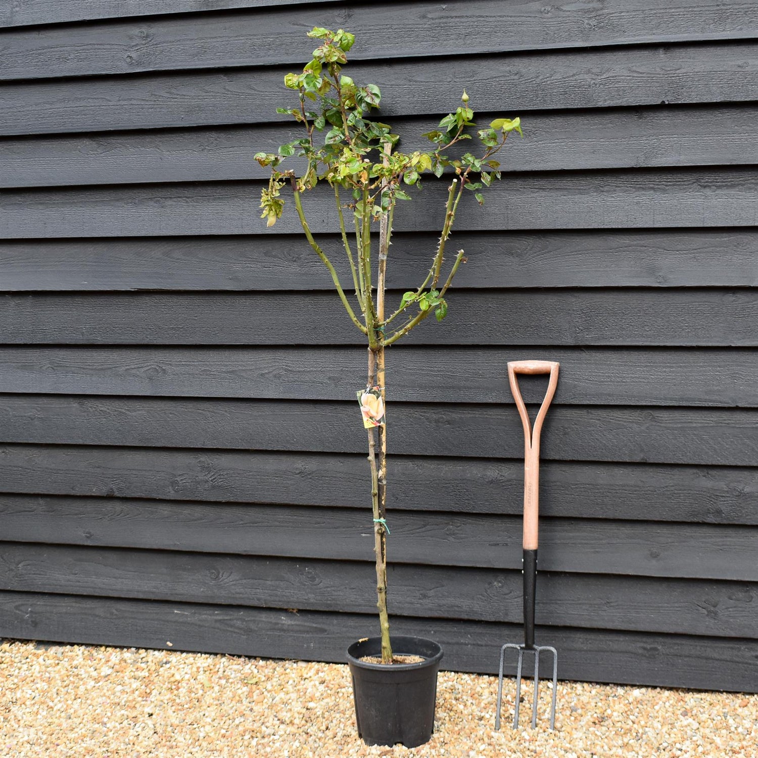 Rose 'Giallo Sfumato' - Clear Stem 80-90cm - Height 130-160cm - 18lt