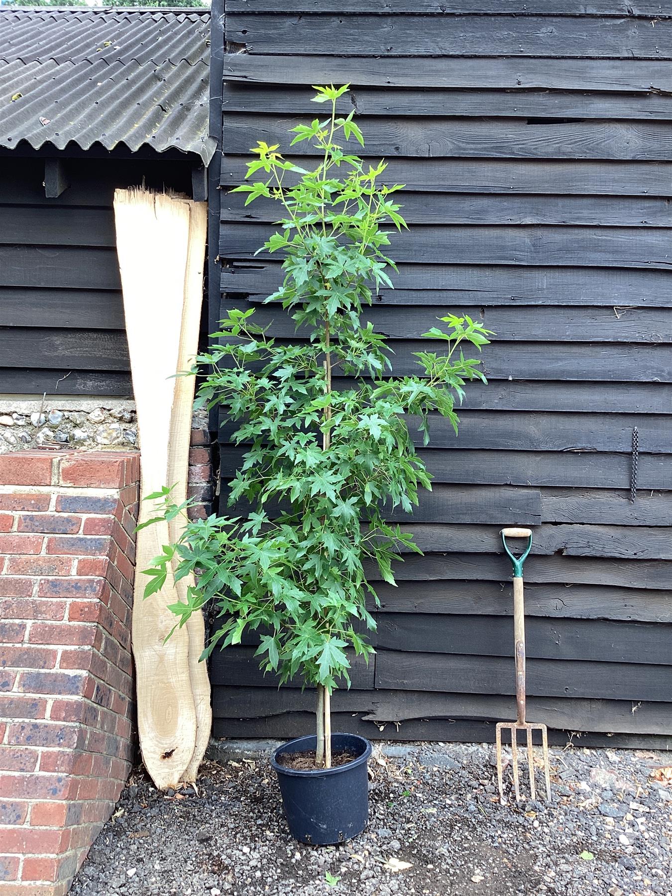 Liquidambar styraciflua 'Worplesdon | Sweet Gum Worplesdon - 150-170cm, 20lt' Std