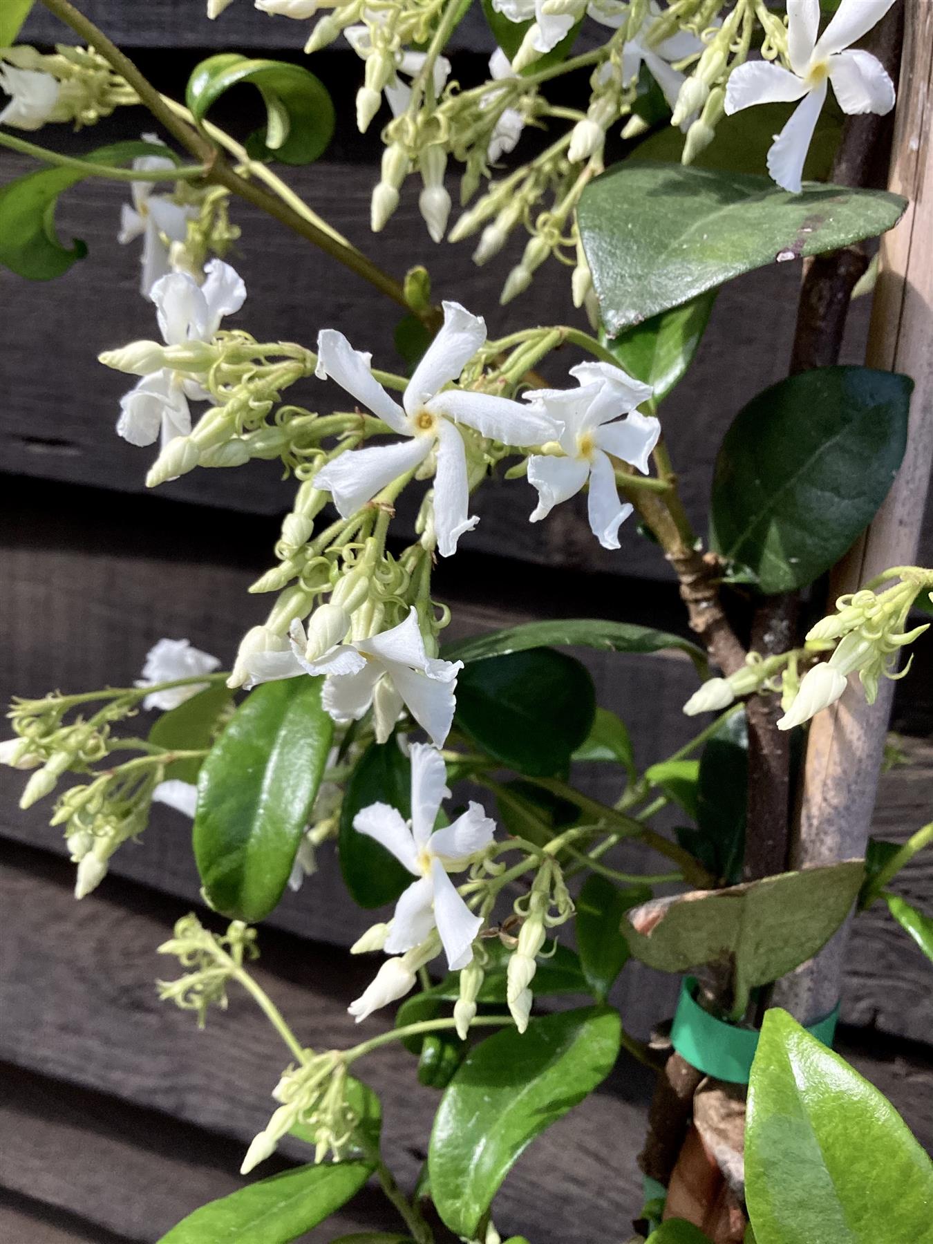 Trachelospermum jasminoides - Cane - 190-200cm, 5lt