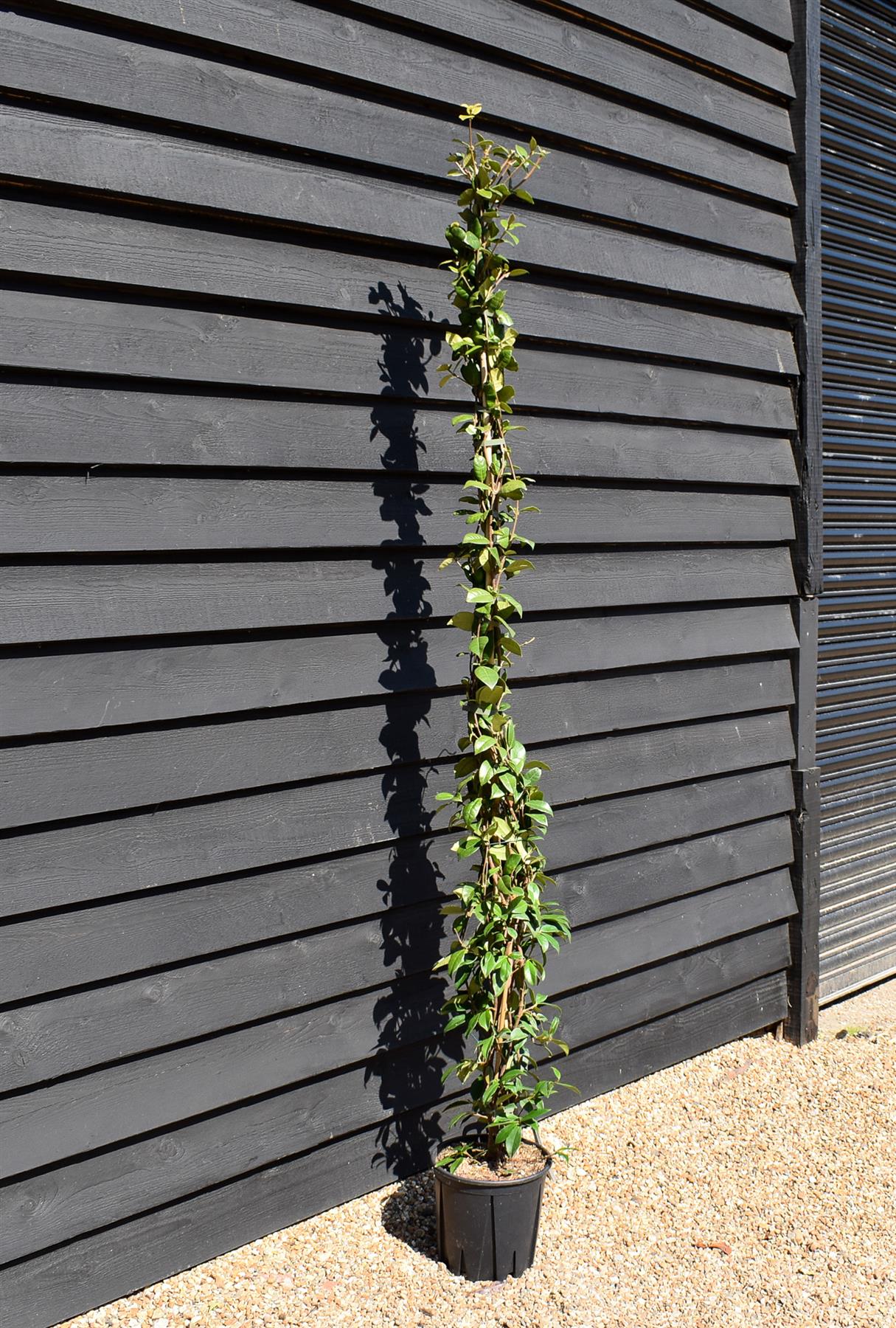 Trachelospermum jasminoides - Cane - 230-250cm, 10lt