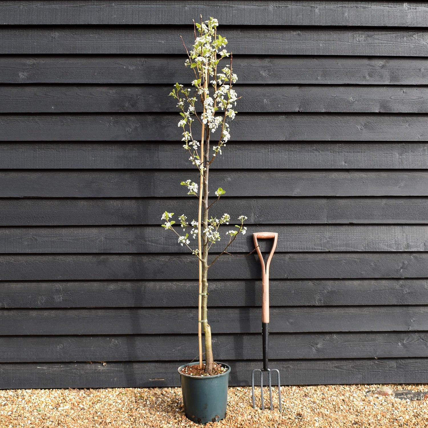 Pyrus calleryana 'Chanticleer' | Callery Pear - Height 180-220cm - 12lt