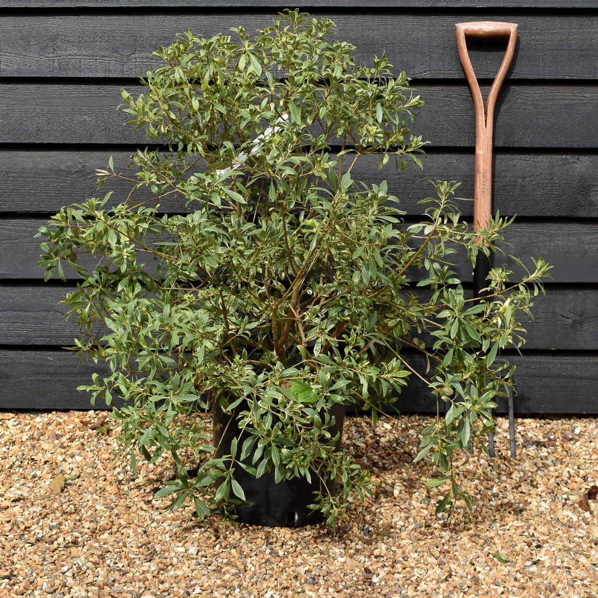 Pittosporum heterophyllum Variegatum - Shrub - Height 70-80cm - 12lt