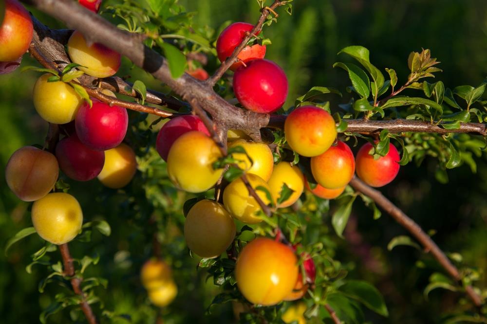 Plum 'Mirabelle de Nancy' | Prunus domestica - Clear Stem 100cm - Height 200-250cm - Girth 12-14cm - 20lt