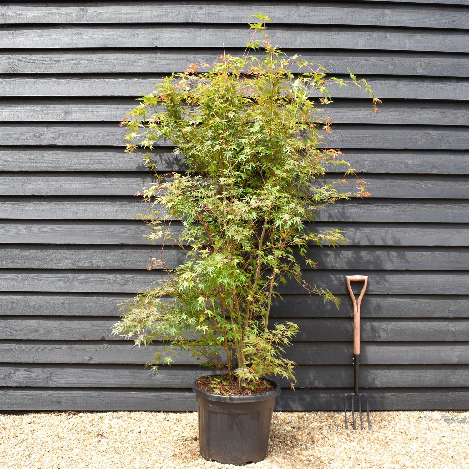 Red Bark Japanese Maple | Acer palmatum 'Sango-kaku' - Bushy - Height 190-210cm - 55lt
