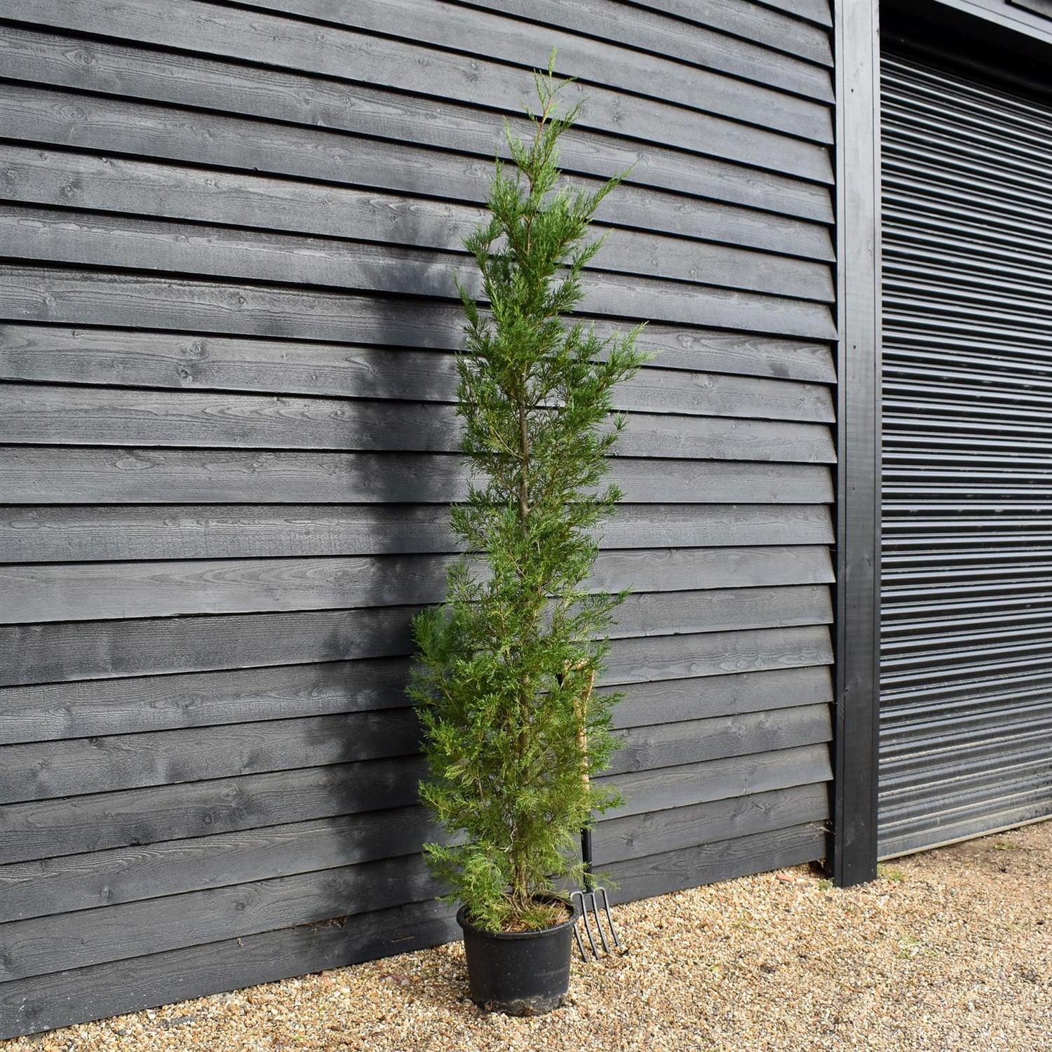 Cupressocyparis x leylandii | Leyland Cypress 2001 - 170-180cm - 30lt