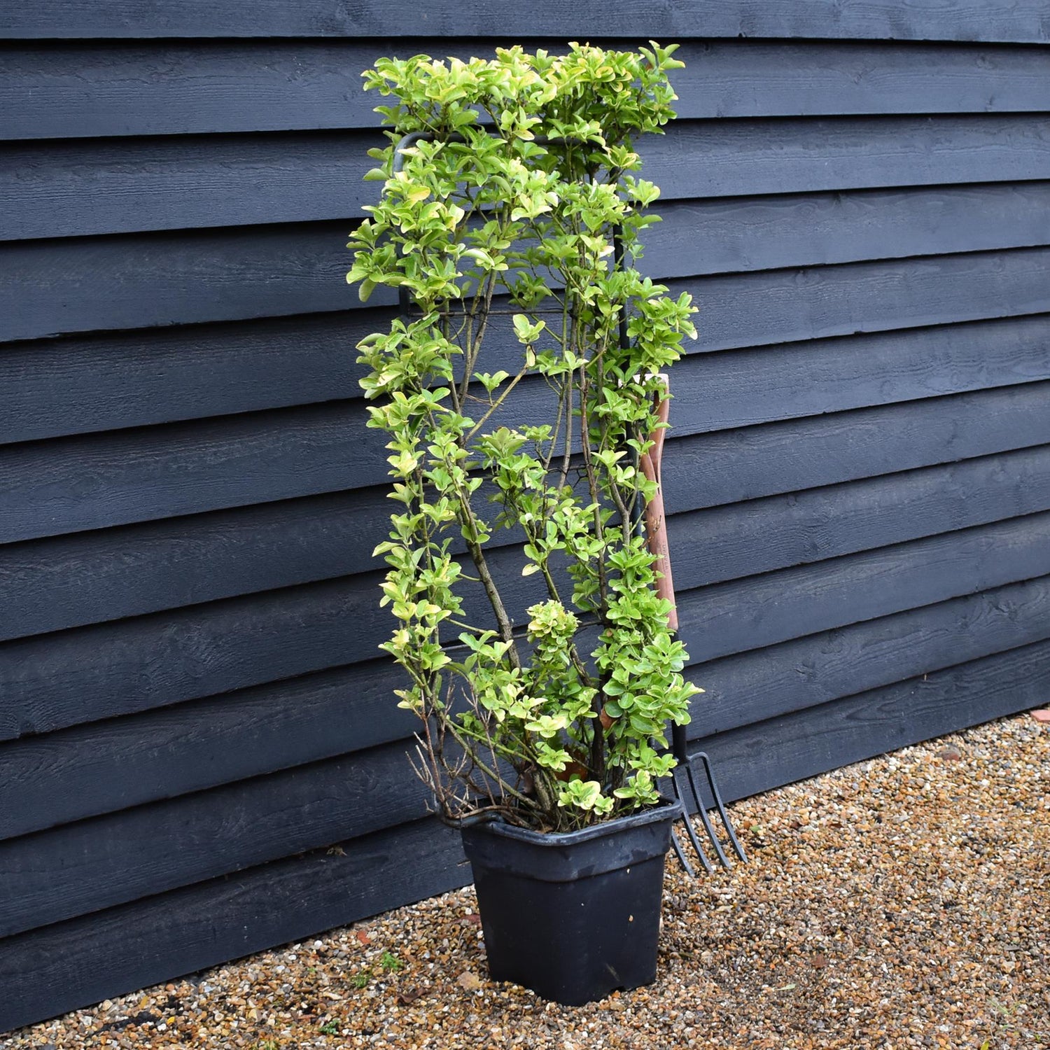 Euonymus japonicus 'Aureus' | Spindle 'Ovatus Aureus' - Frame- 130-140cm, 20lt