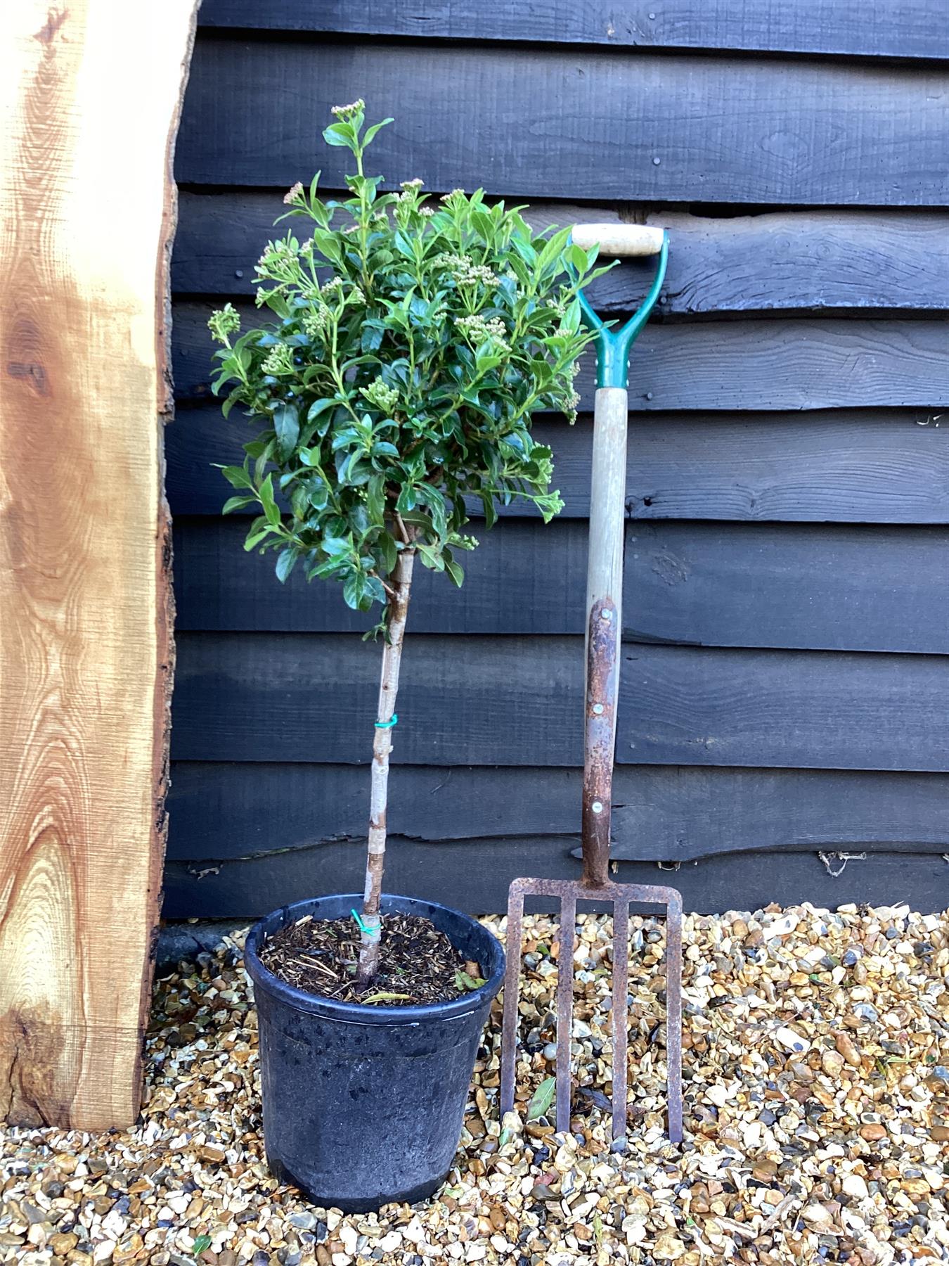 Viburnum tinus | Laurustinus - 1/4 Standard - Clear Stem - Height 70-80cm - 10lt