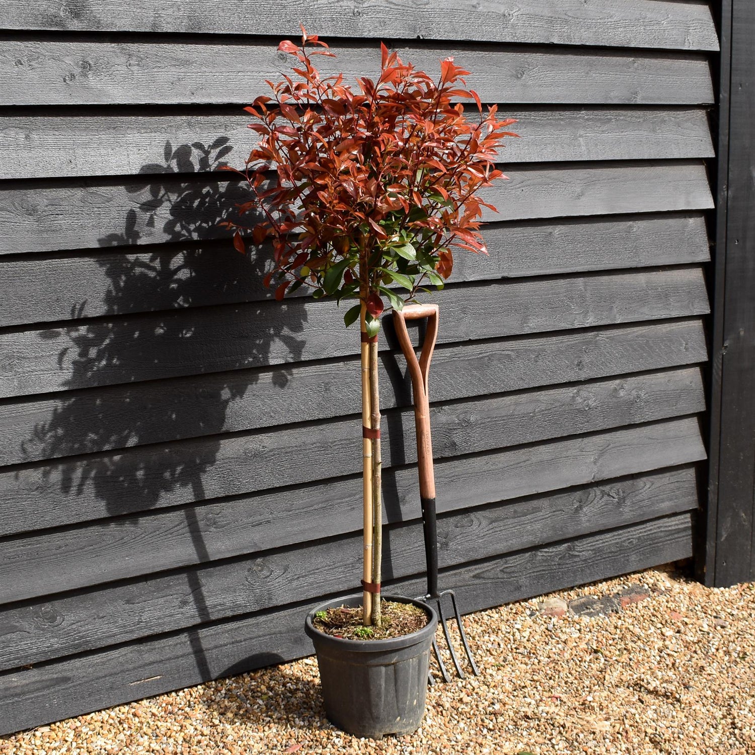 Photinia Red Robin | Christmas berry 'Red Robin' - Half Standard - Clear Stem 70-80cm - Height 130-150cm - 15lt