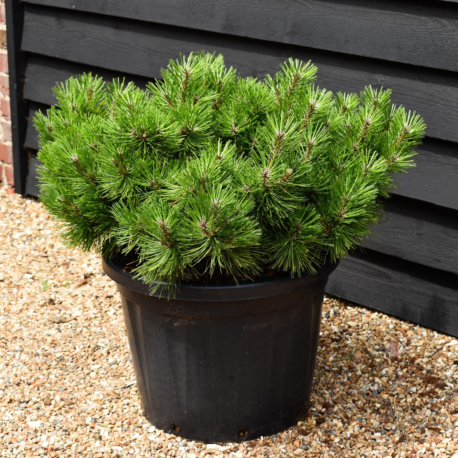 Pinus densiflora 'Jane Kluis' - Height 40-50cm - Width 60-80cm - 45lt