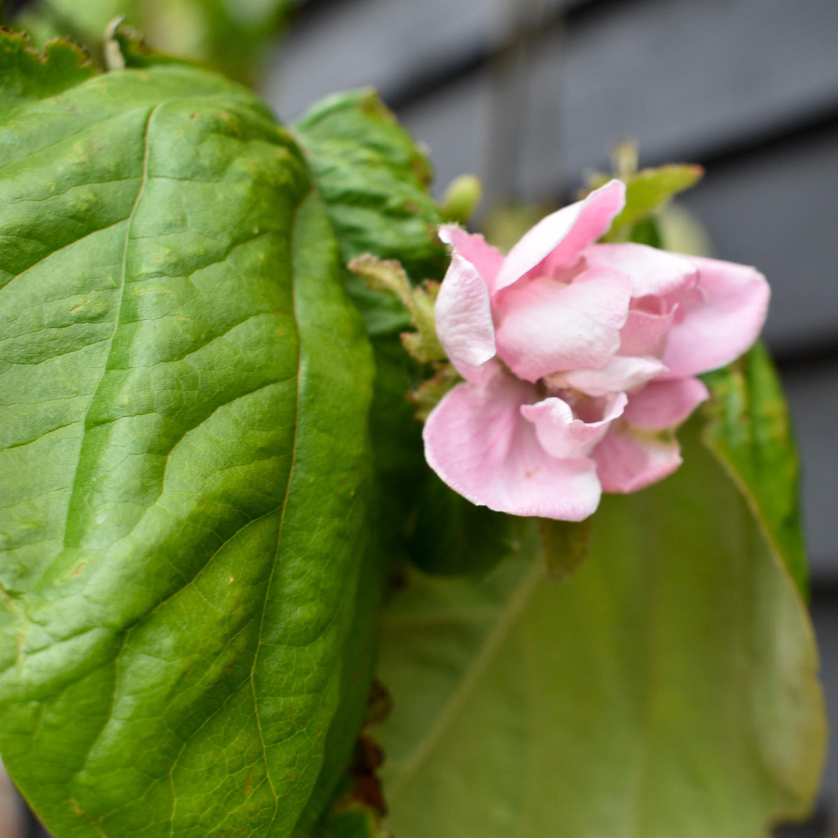 Quince 'Vranja' | Cydonia oblonga 'Vranja' - Height 210-250cm -12lt