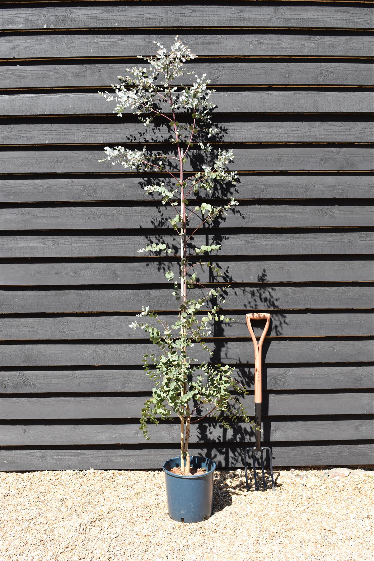 Eucalyptus gunnii Azura | Cider Gum Azura - Height 160-180cm, 10lt