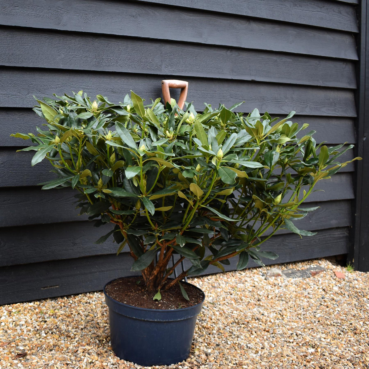 Rhododendron 'Madame Masson' - Shrub - Height 60-70cm - Width 80-90cm - 15lt