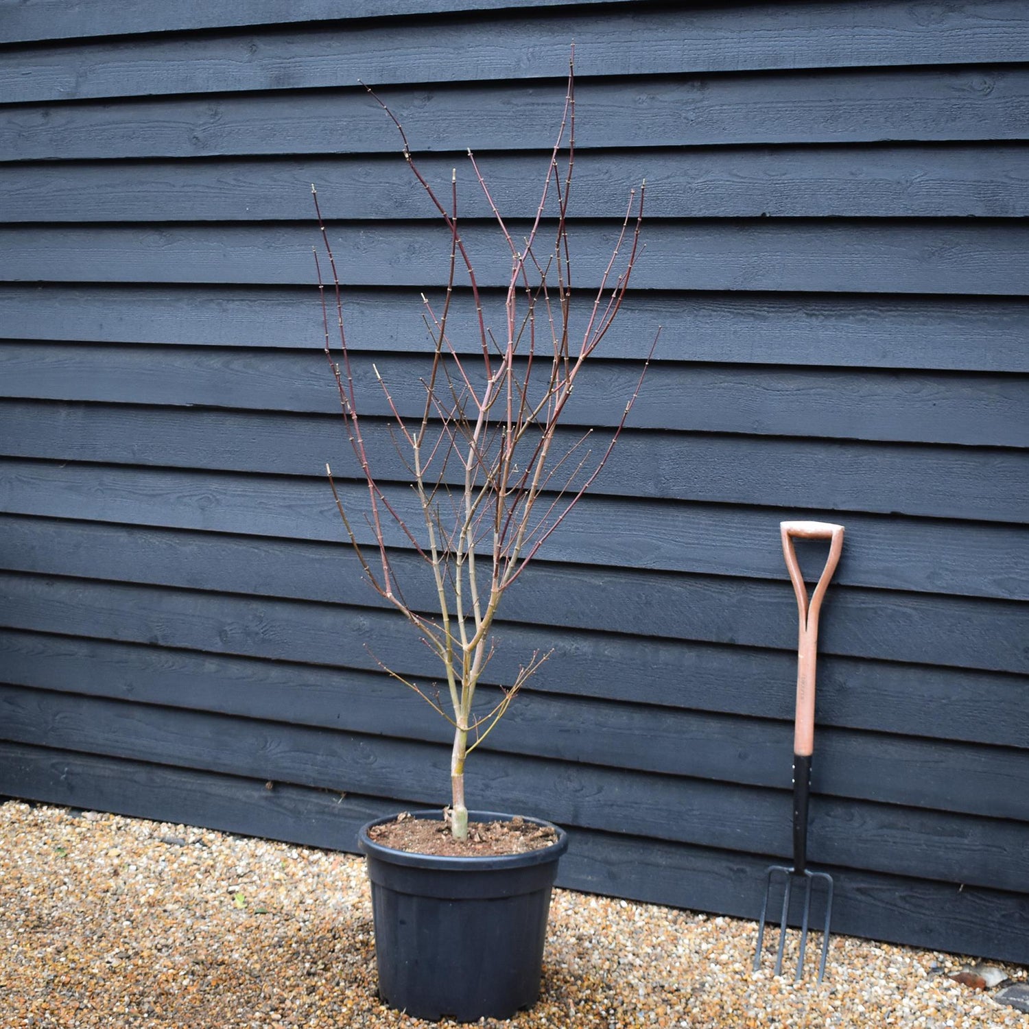 Japanese Maple 'Trompenburg' | Acer palmatum  - Bushy - Height 140-160cm - 35lt