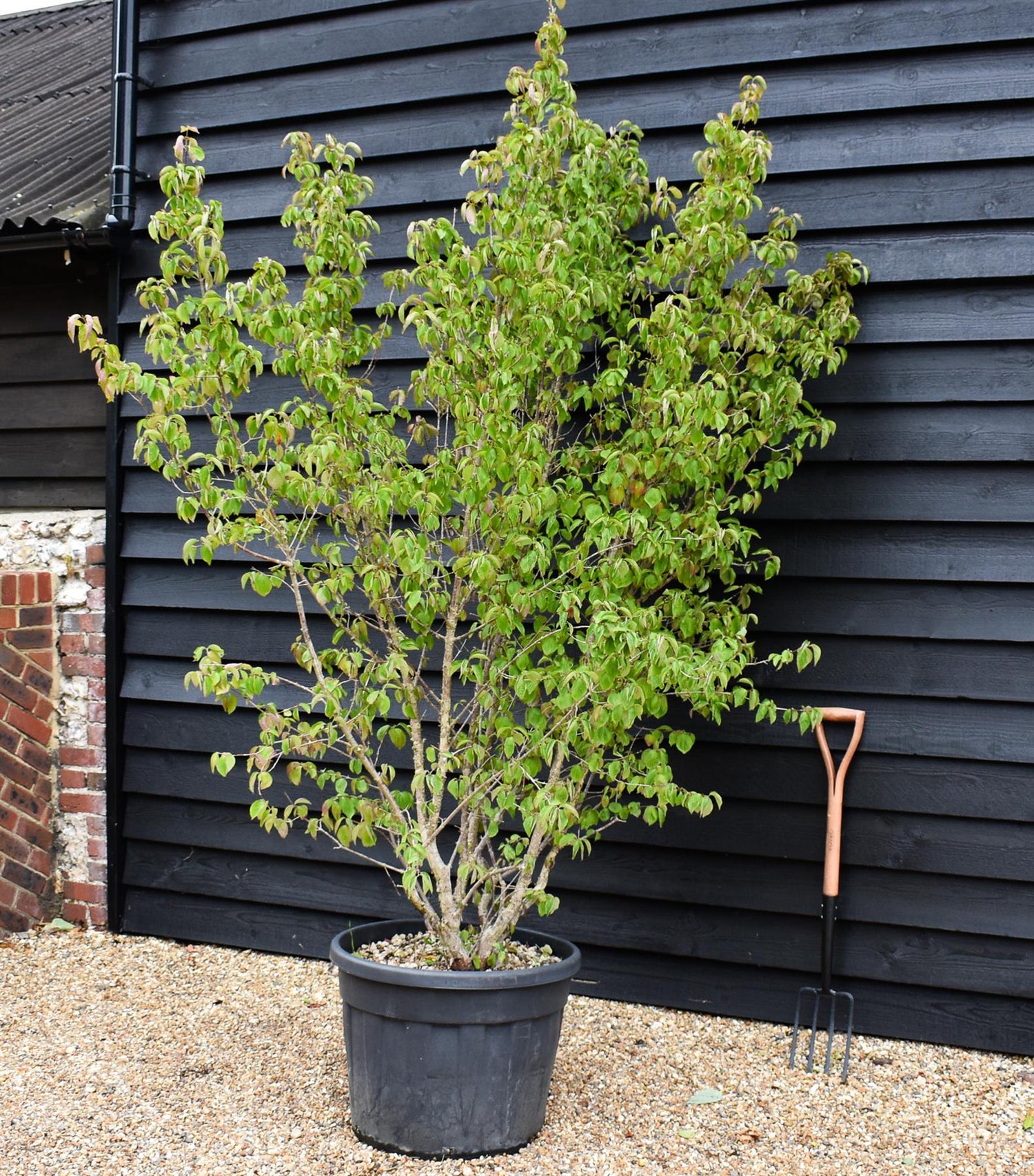 Cornus Mas | Cornelian Cherry - Height 220-250cm, 90lt