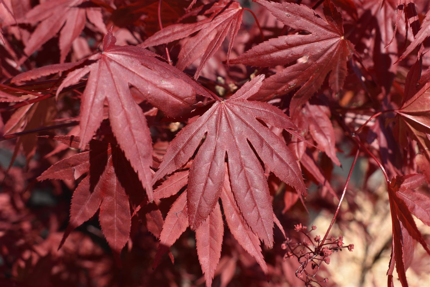 Acer palmatum 'Bloodgood' | Japanese maple 'Bloodgood' - 120-160cm - 25lt