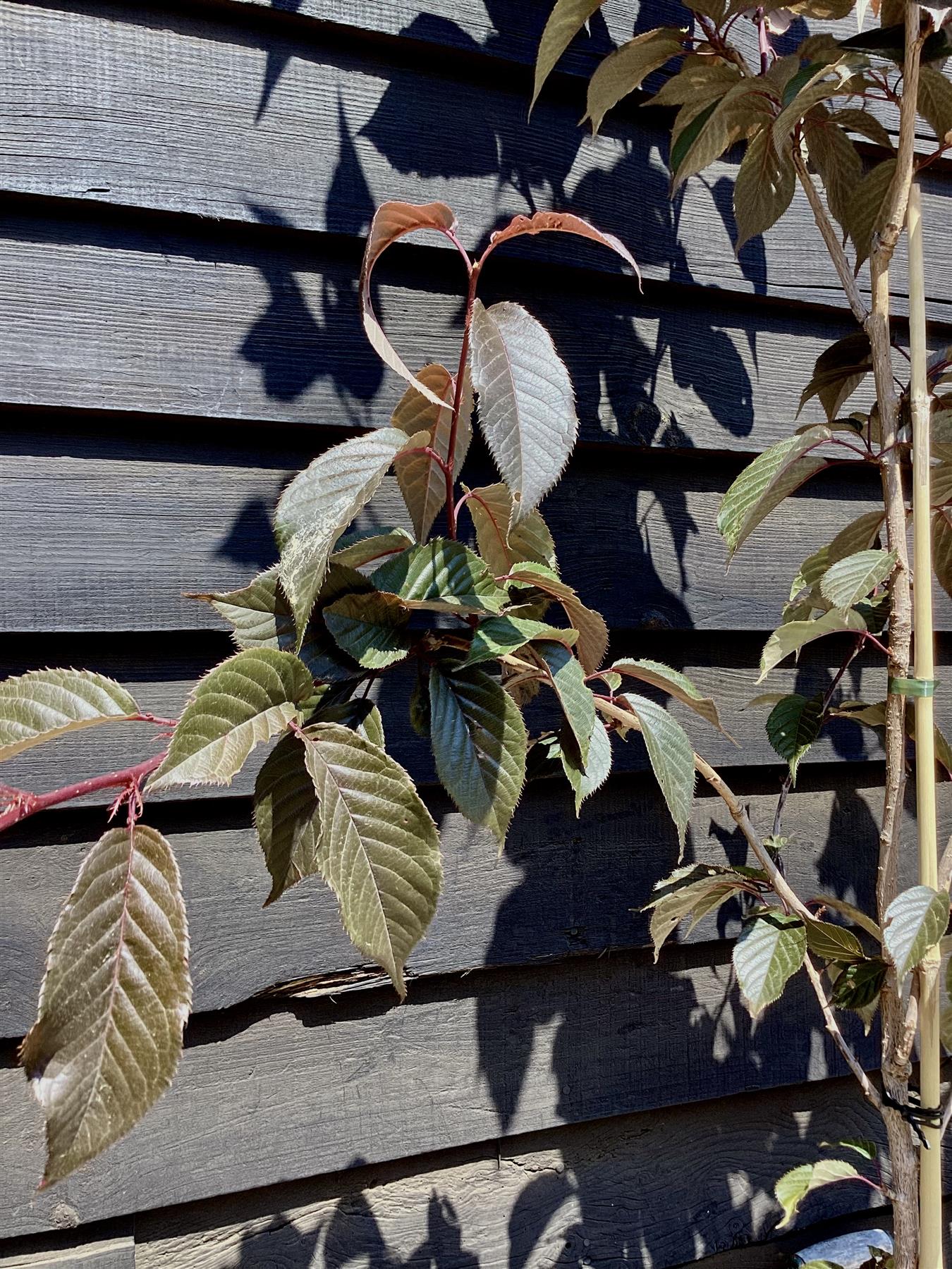 Cherry | Prunus  Royal Burgundy - 150-180cm - 12lt