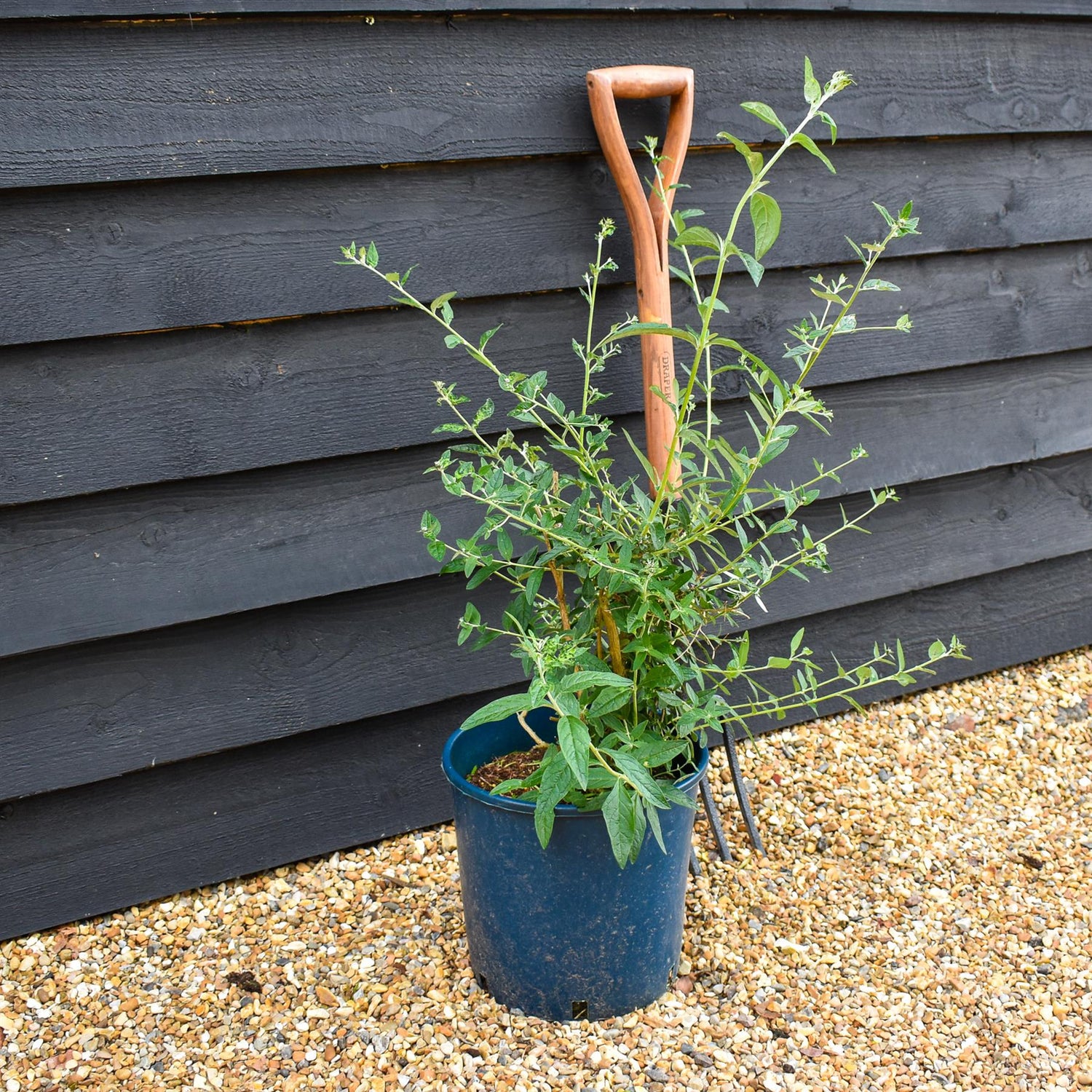 Buddleja Butterfly Bush Uniquie - 40-60cm, 10lt