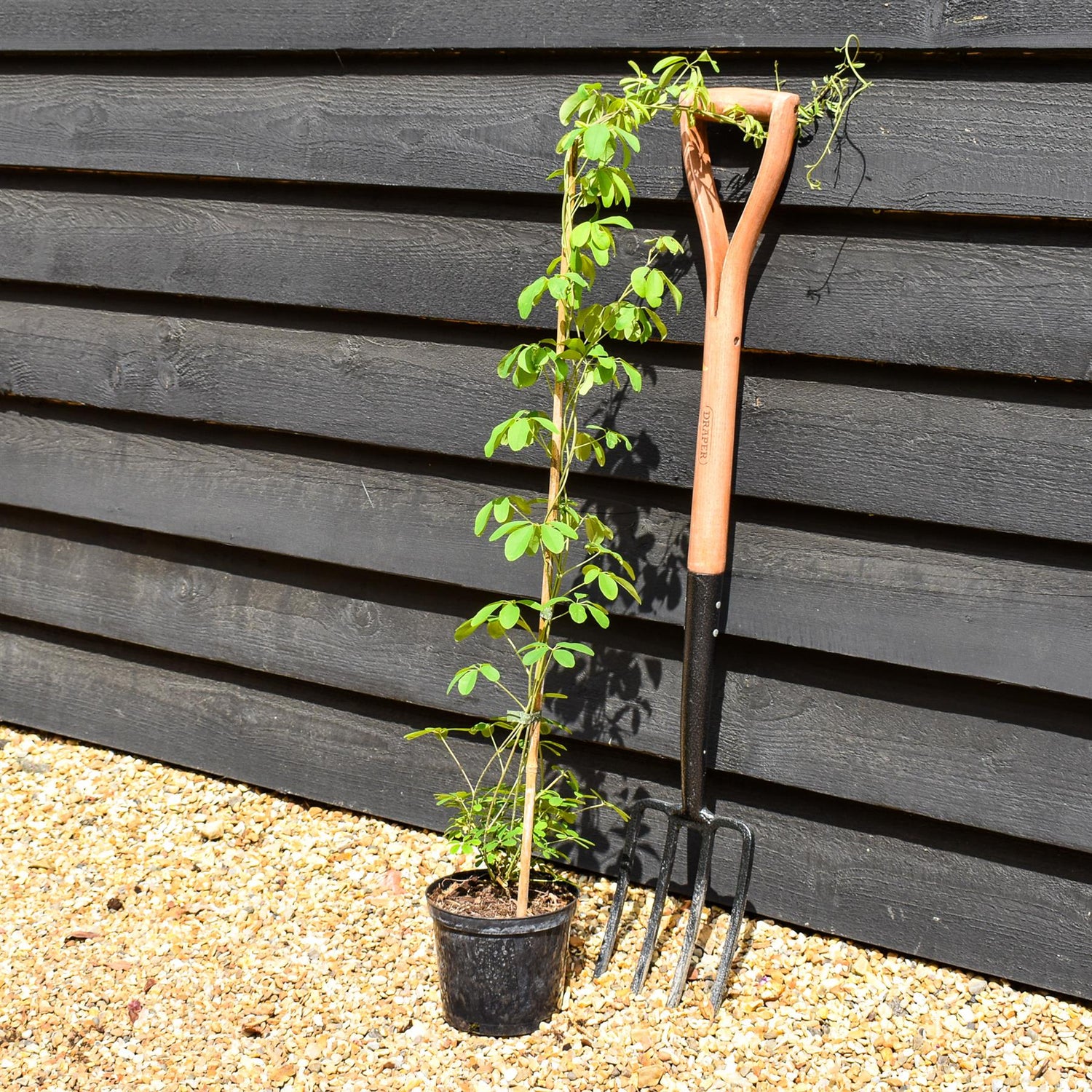 Akebia Quinata | Chocolate Vine - Climber - Height 120-160cm - 2lt