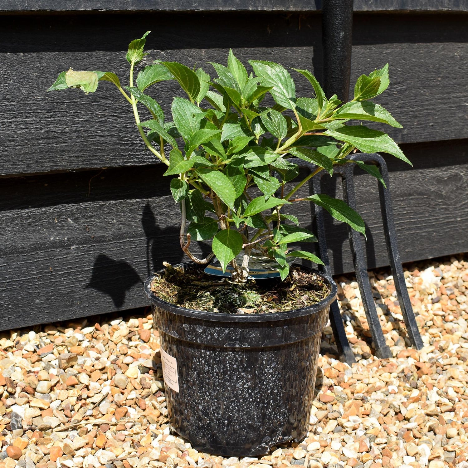 Hydrangea paniculata Kyushu - Shrub - Height 15-20cm - 2lt