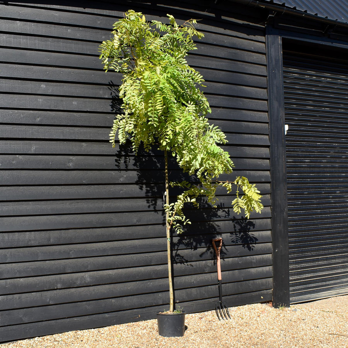 Robinia Pseudoacacia Frisia | Black Locust - Girth 6-8cm - Height 250-300cm - 15lt