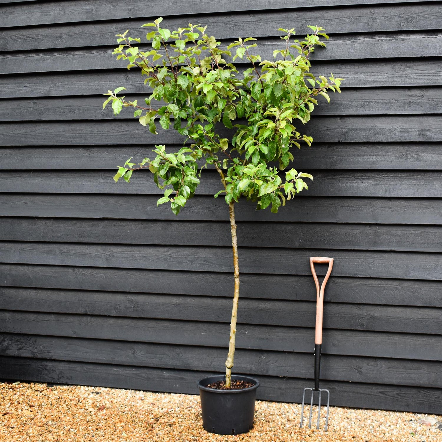 Apple tree 'King of the Pippins' | Malus Domestica - Semi Dwarfing - 170-180cm - 20lt