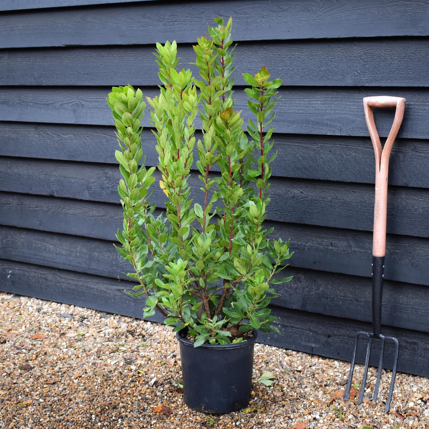 Arbutus unedo | Strawberry Tree - Shrub- Height 90-110cm - 10lt