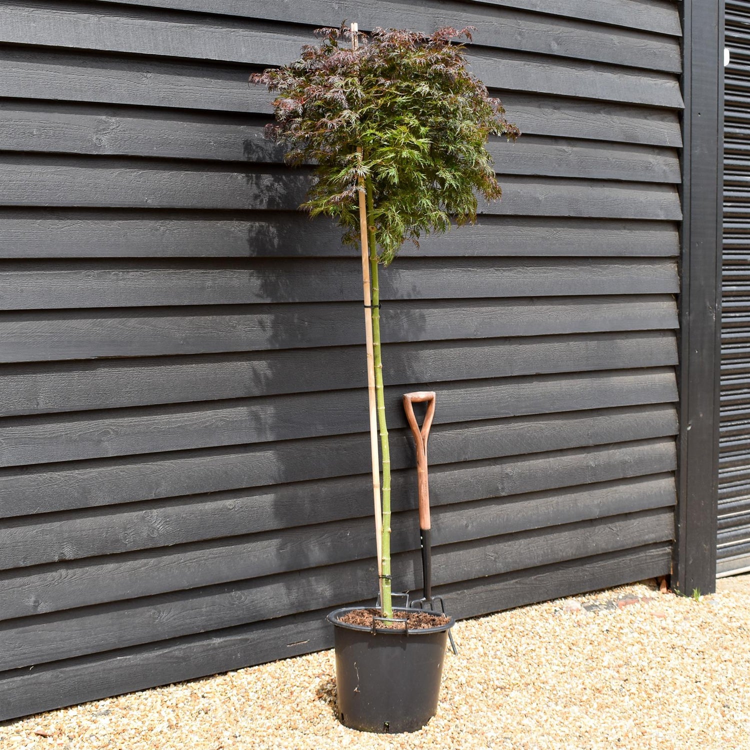 Japanese maple 'Orange Dream' | Acer palmatum -Three Quarter Standard - Clear Stem 160cm - Height 180-190cm - 30lt
