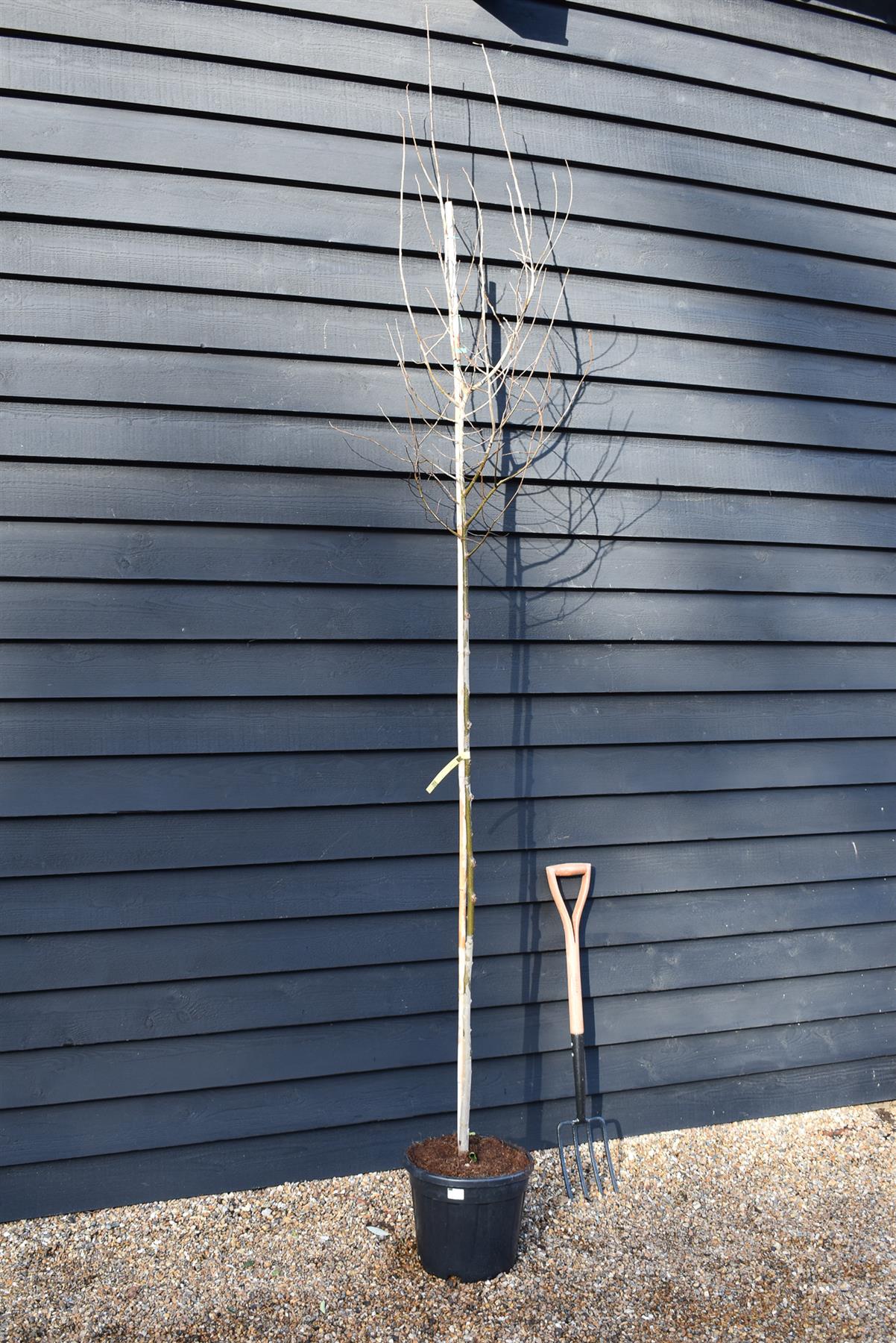 Celtis Australis | European hackberry - Height 200-230cm - Girth 6-8cm - 20lt