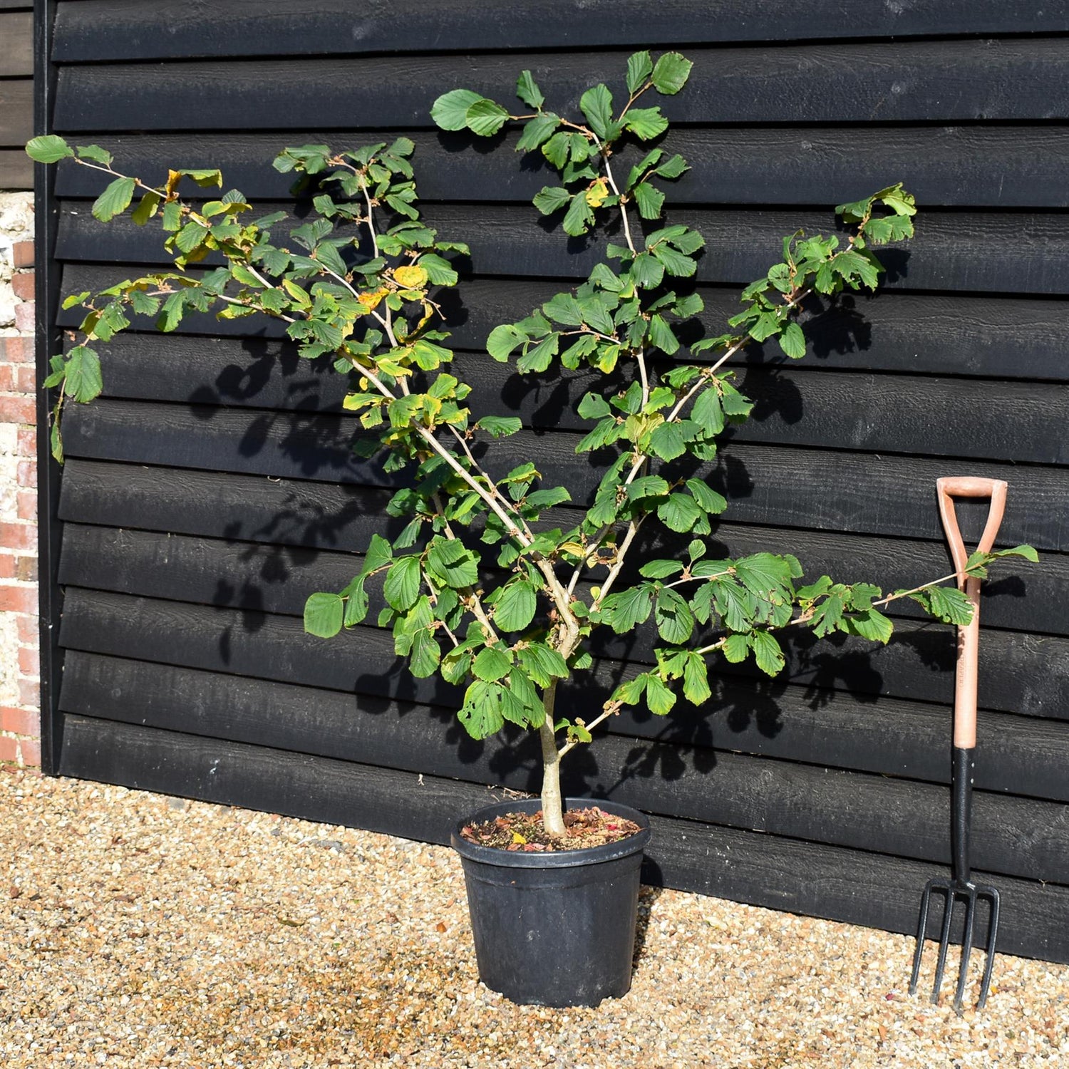 Hamamelis x intermedia 'Jelena' | Witch hazel - Height 130-160cm - 25lt