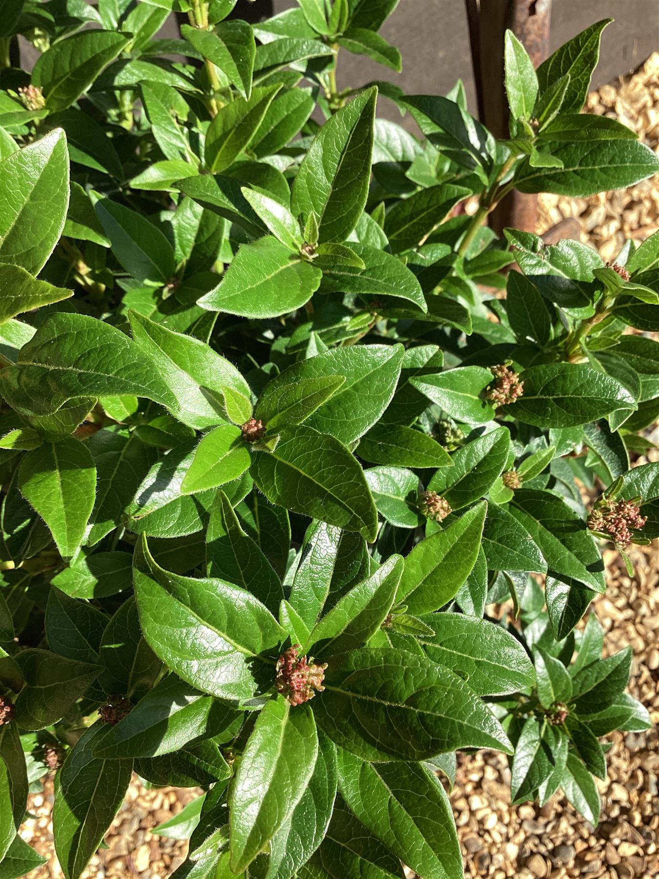Viburnum tinus - Shrub - 40cm-50cm - 10lt