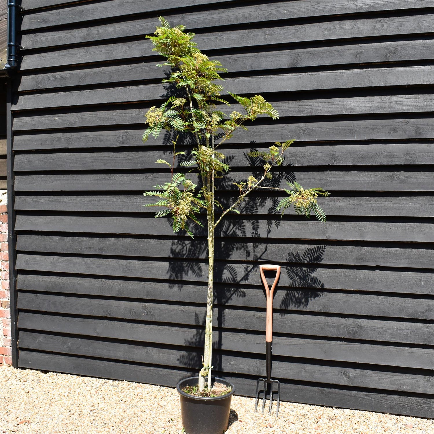 Sorbus vilmorinii | Vilmorin's Rowan 1/2 std, Clear Stem - 150-180cm, 20lt