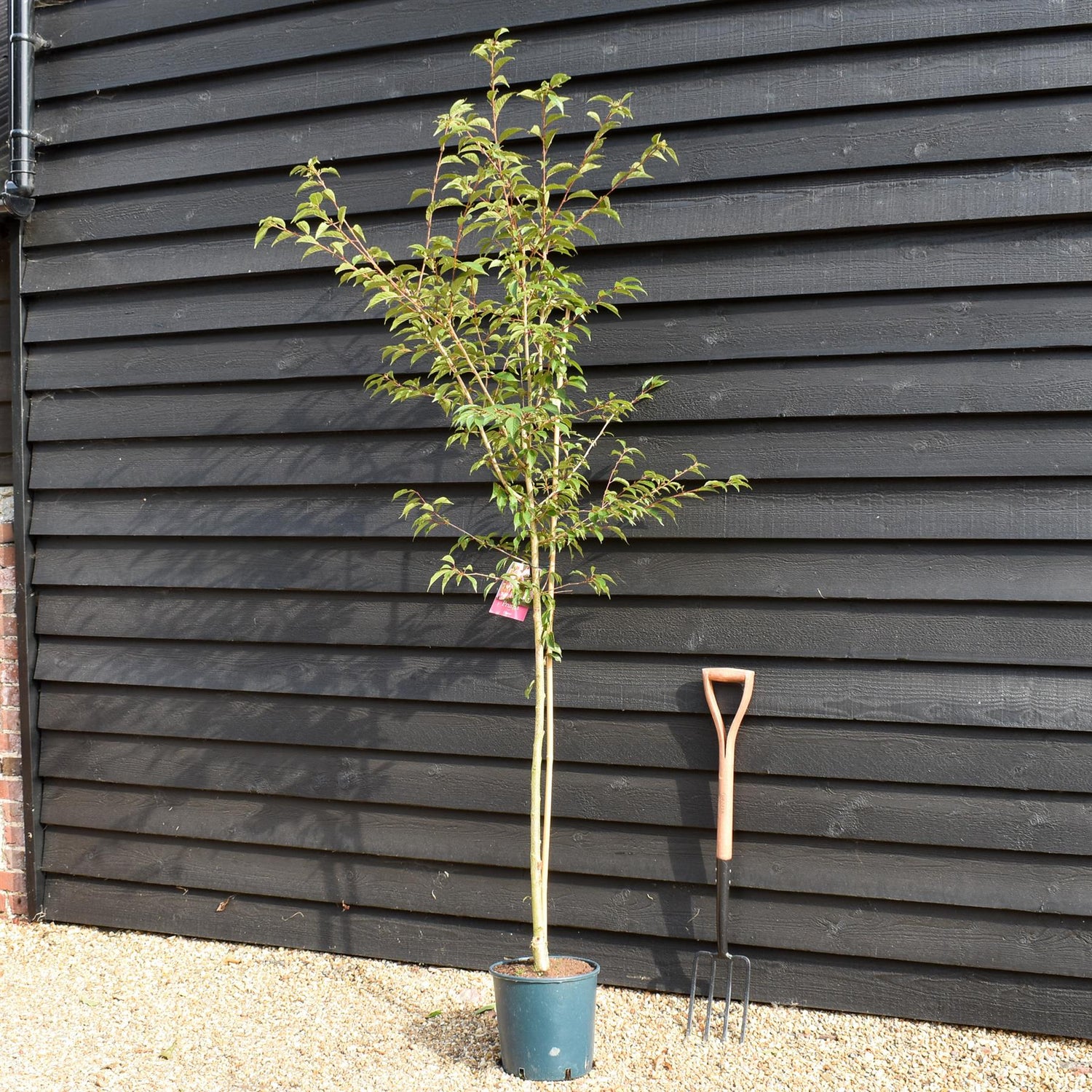 Cherry 'Okame' | Prunus 'Okame'  180-220cm - 12lt