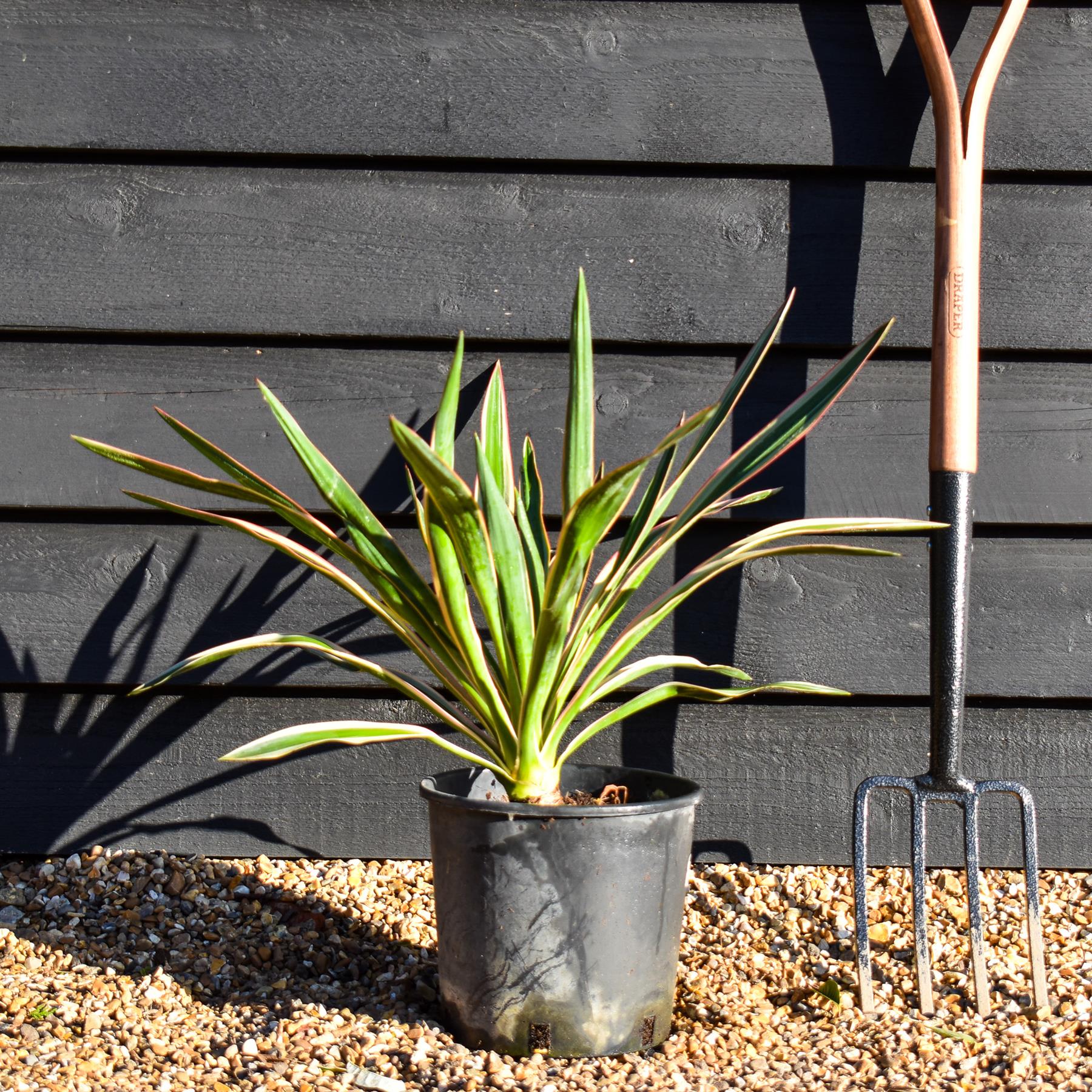 Yucca gloriosa Variegata | Variegated Spanish Dagger - Height 40