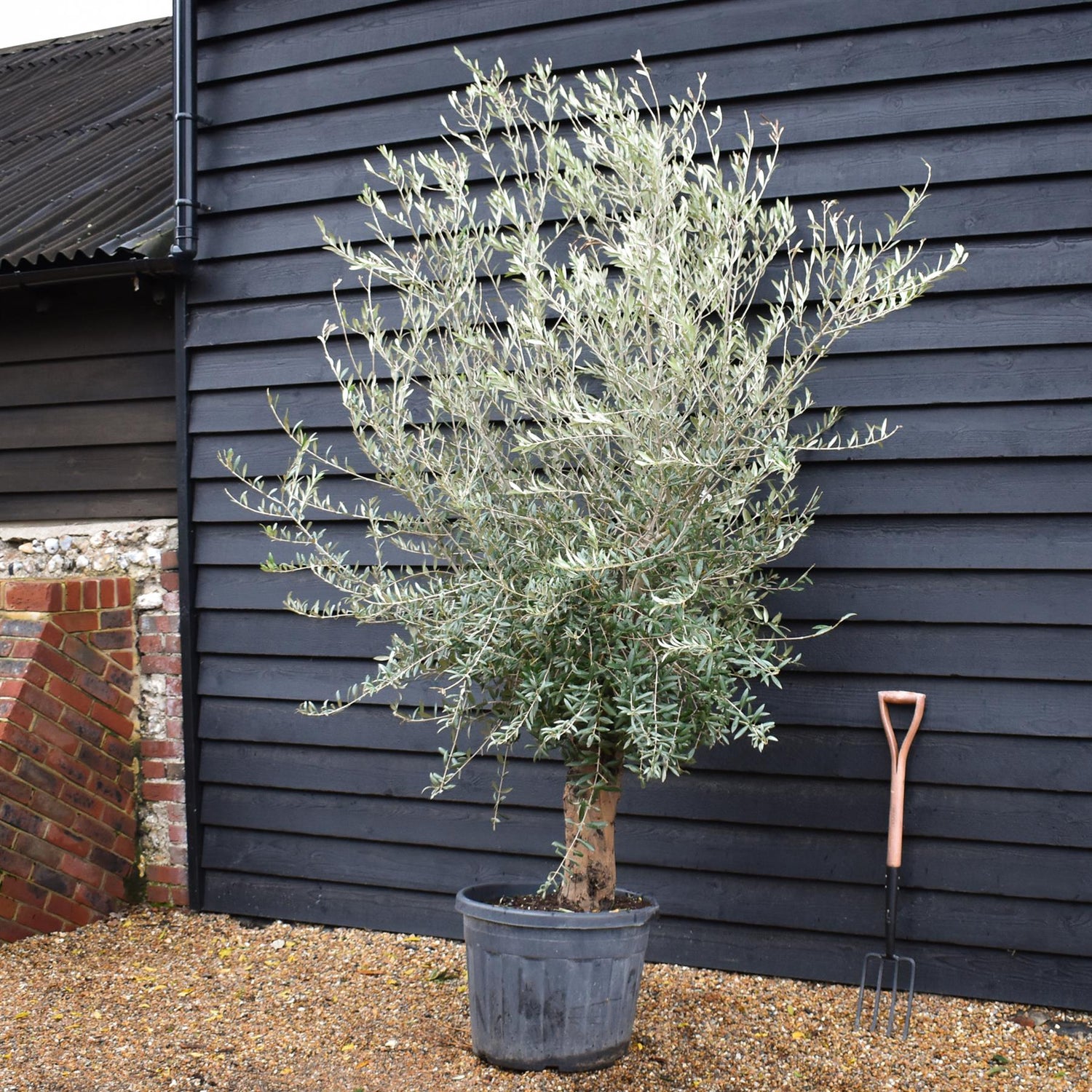 Olive Tree | Olea Europea Specimen 28A - Trunk Height 80cm - Height 220-240cm - 70lt