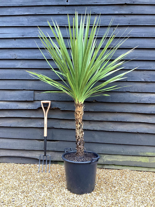 Cordyline australis (cabbage palm) - Height 160-190cm - 30lt