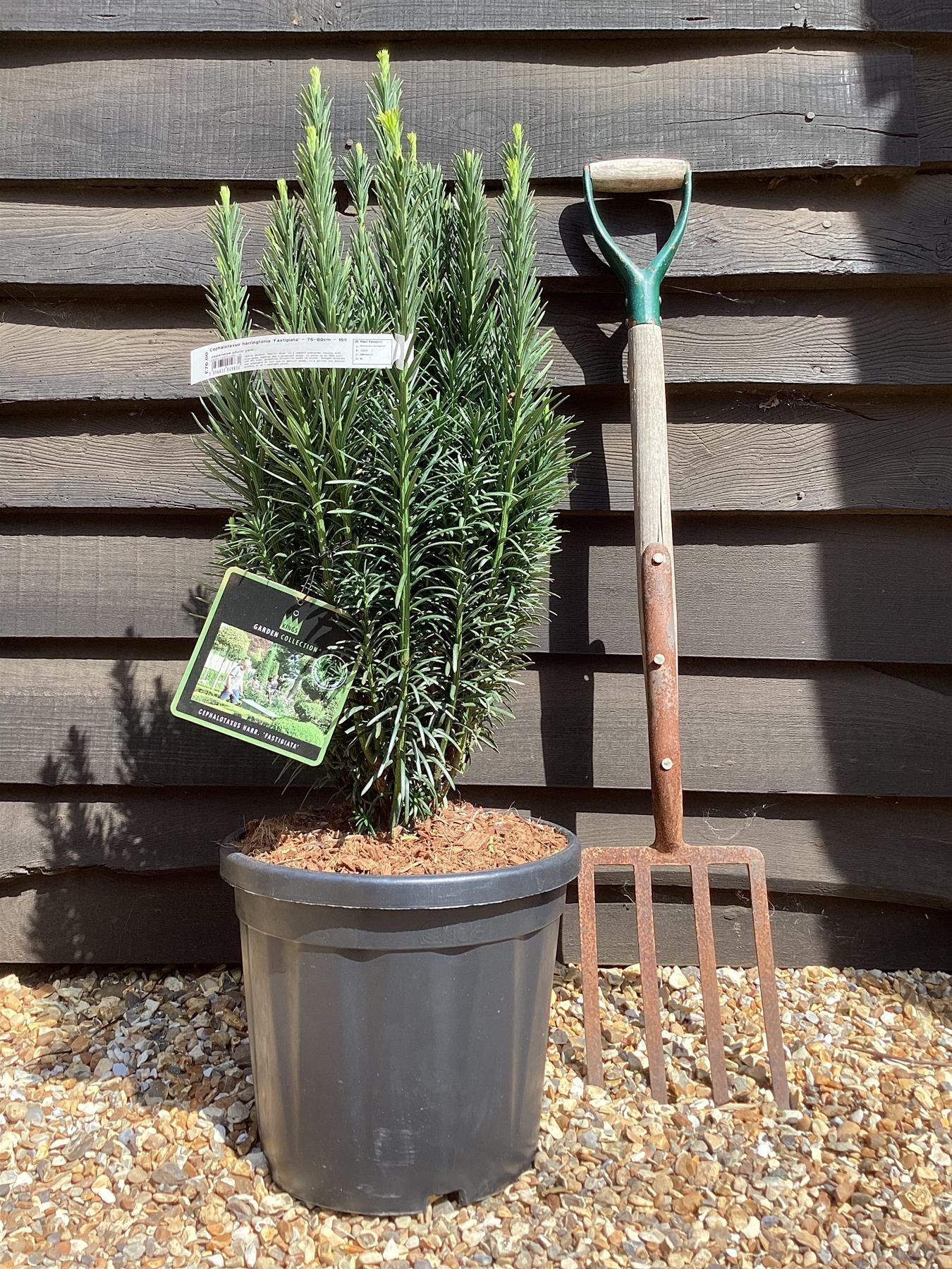 Cedrus deodara 'Lime Glow' | Himalayan Cedar 'Lime Glow' - 40-50cm - 8lt